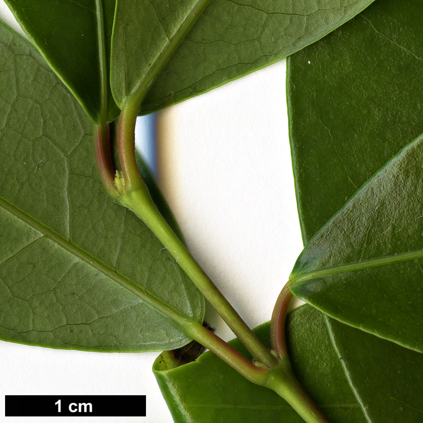 High resolution image: Family: Sapindaceae - Genus: Acer - Taxon: fabri