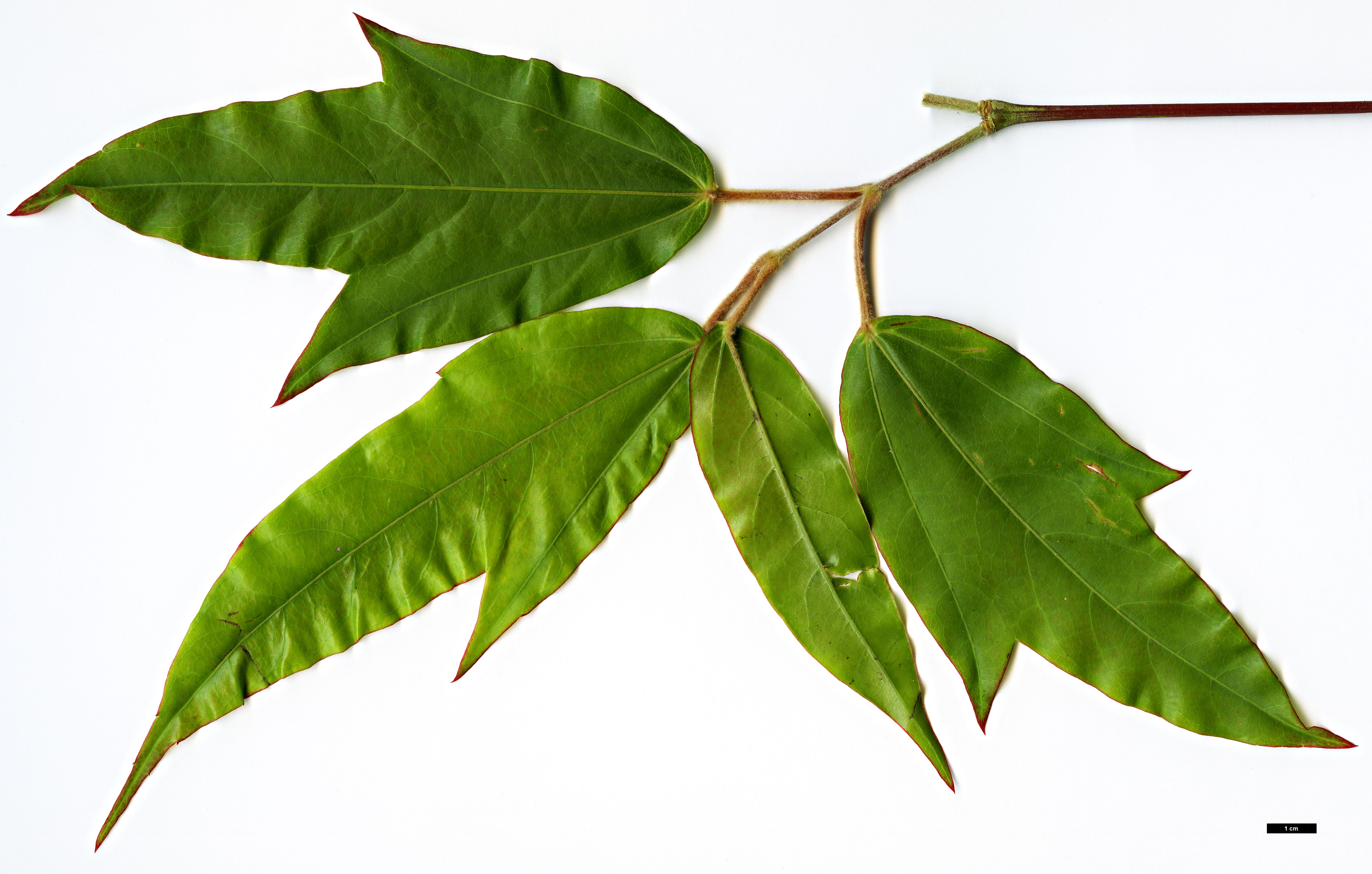 High resolution image: Family: Sapindaceae - Genus: Acer - Taxon: fenzelianum