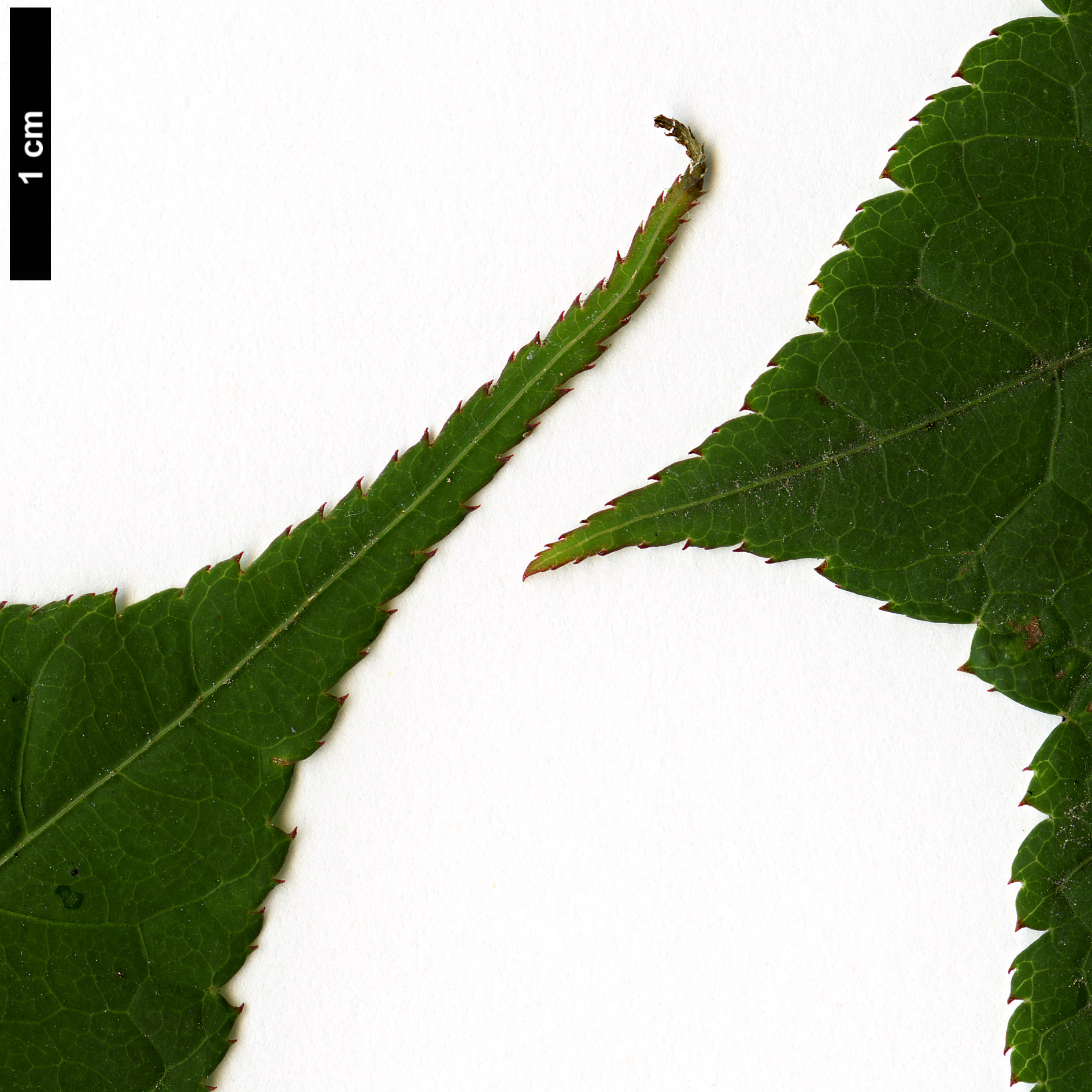 High resolution image: Family: Sapindaceae - Genus: Acer - Taxon: forrestii