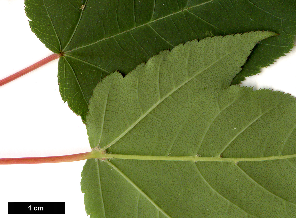 High resolution image: Family: Sapindaceae - Genus: Acer - Taxon: forrestii