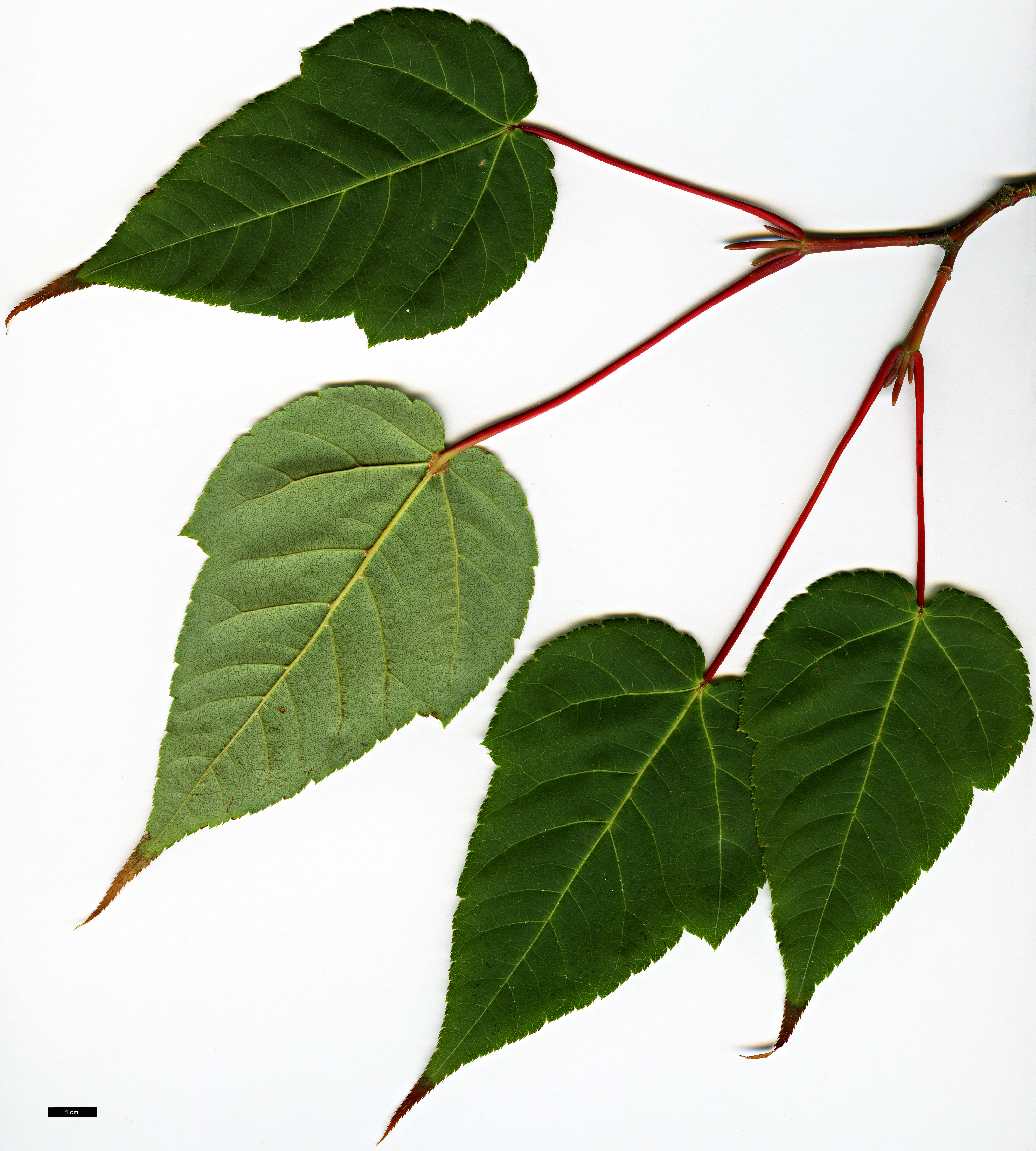 High resolution image: Family: Sapindaceae - Genus: Acer - Taxon: forrestii