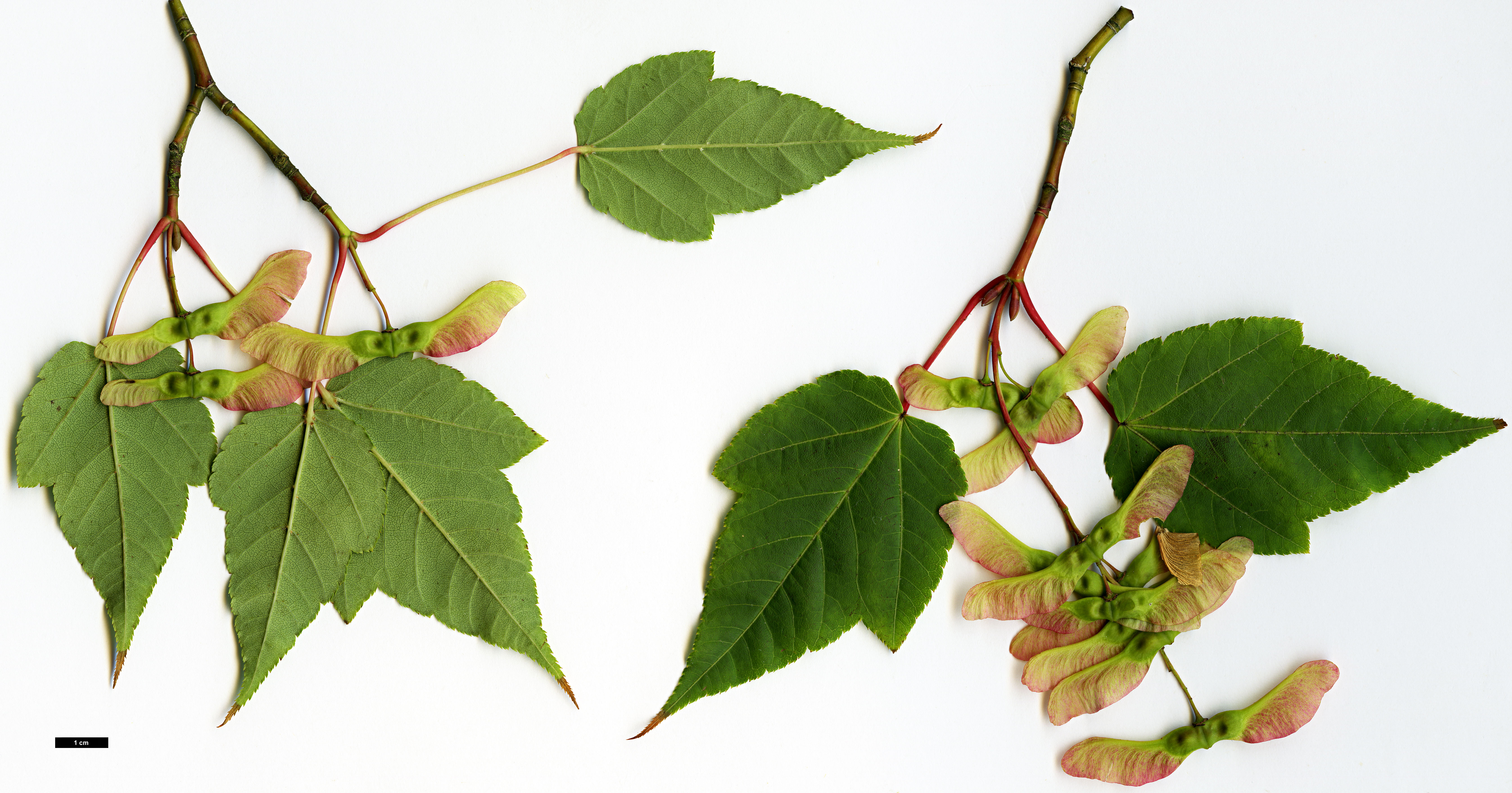 High resolution image: Family: Sapindaceae - Genus: Acer - Taxon: forrestii