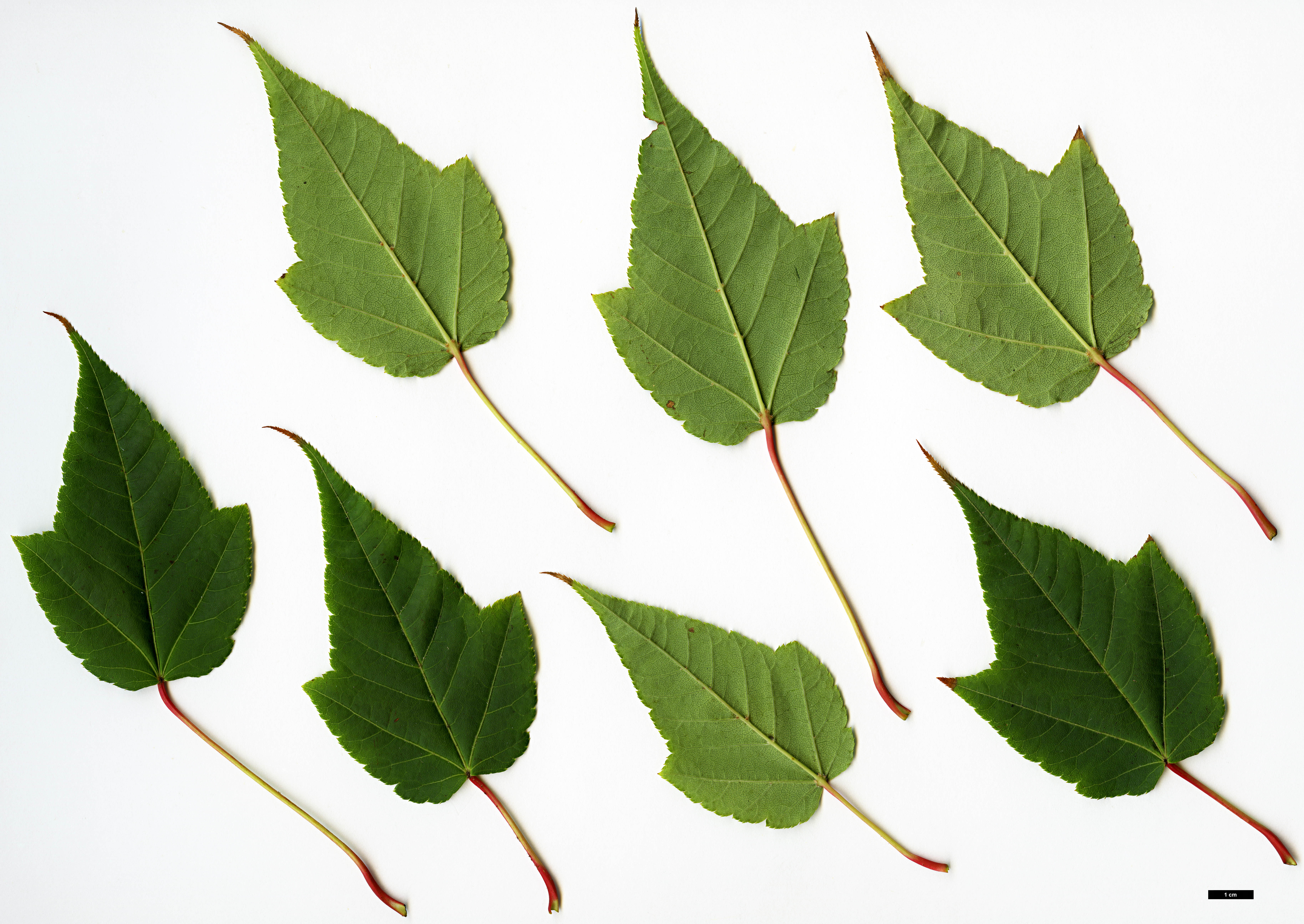 High resolution image: Family: Sapindaceae - Genus: Acer - Taxon: forrestii