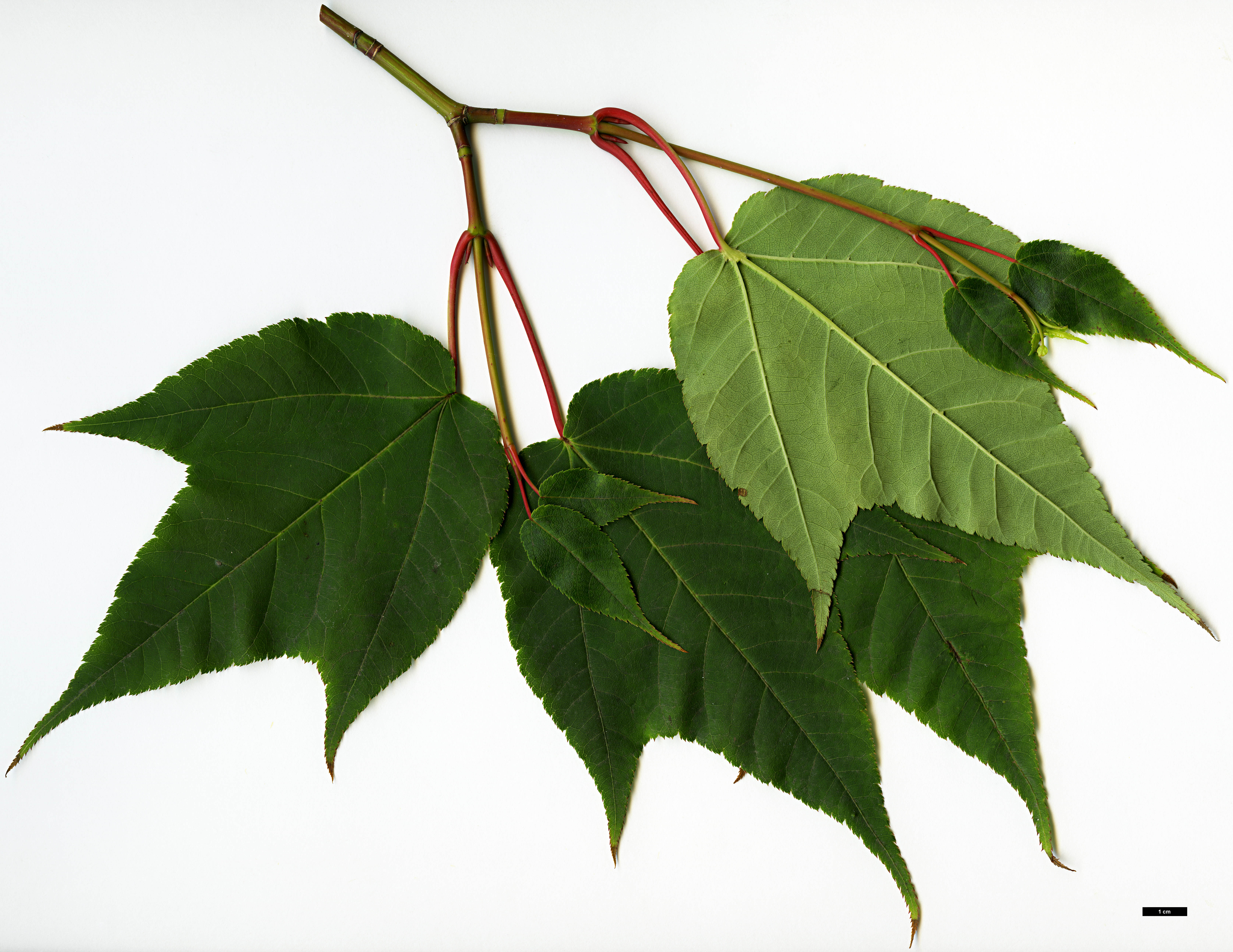 High resolution image: Family: Sapindaceae - Genus: Acer - Taxon: forrestii