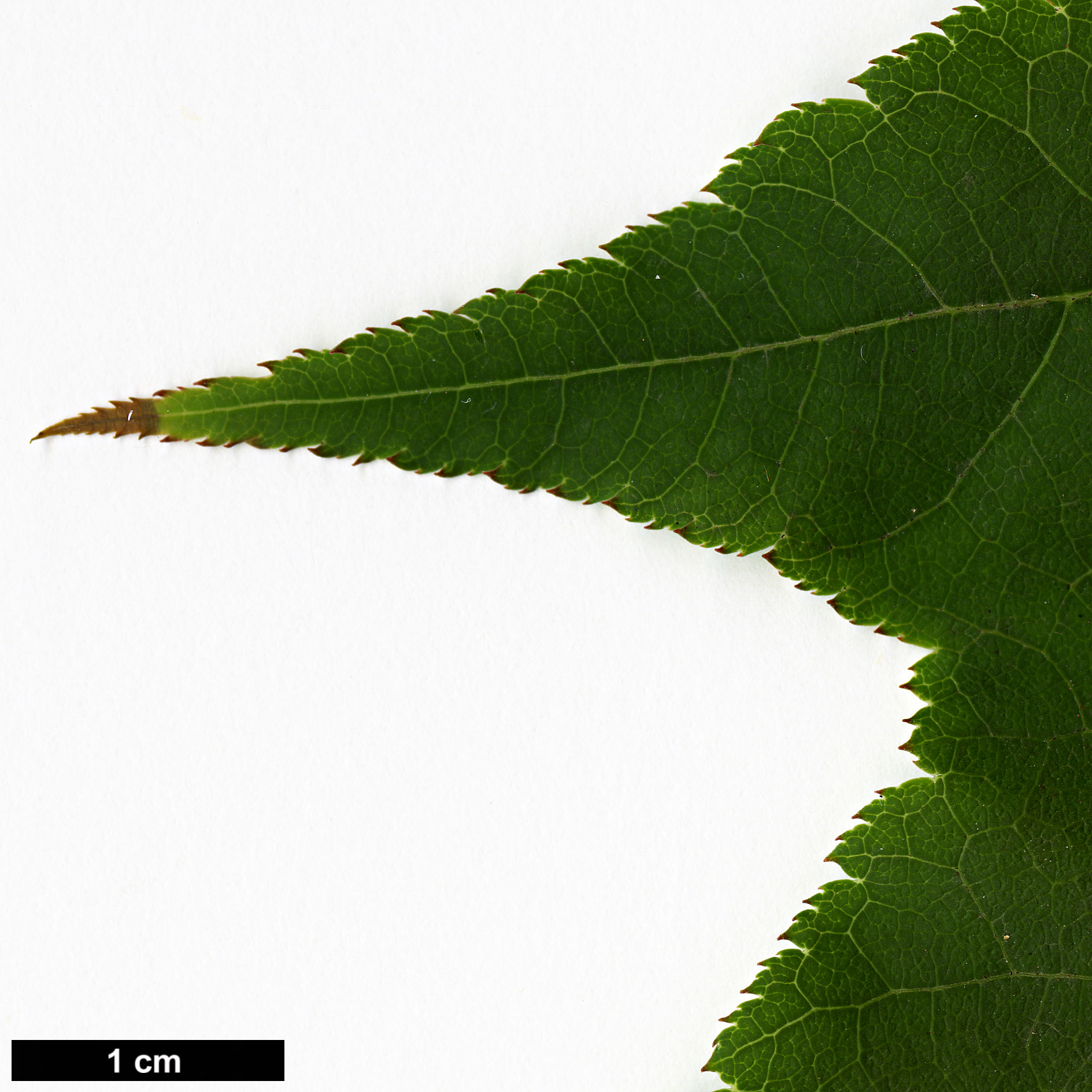 High resolution image: Family: Sapindaceae - Genus: Acer - Taxon: forrestii