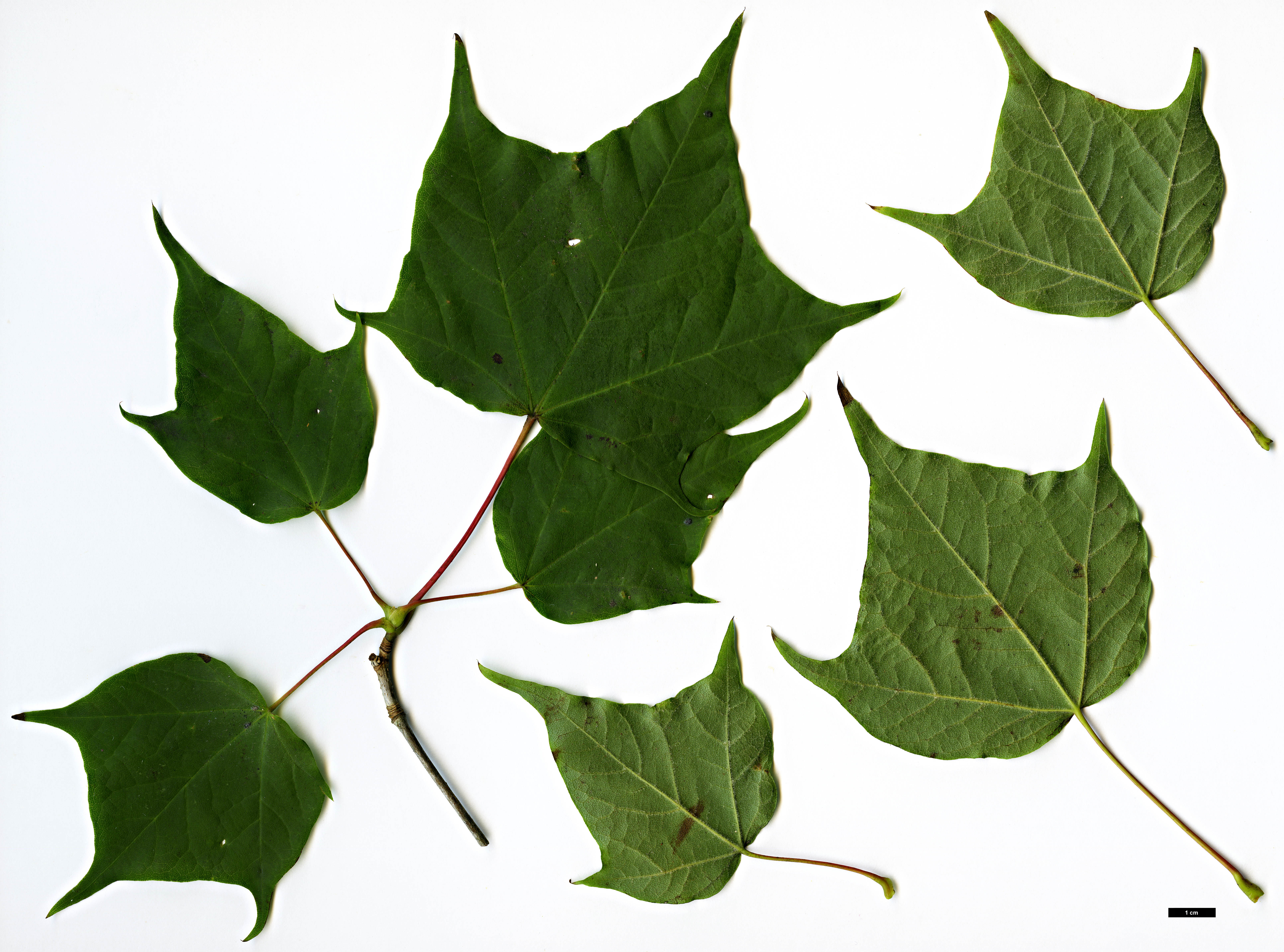 High resolution image: Family: Sapindaceae - Genus: Acer - Taxon: fulvescens