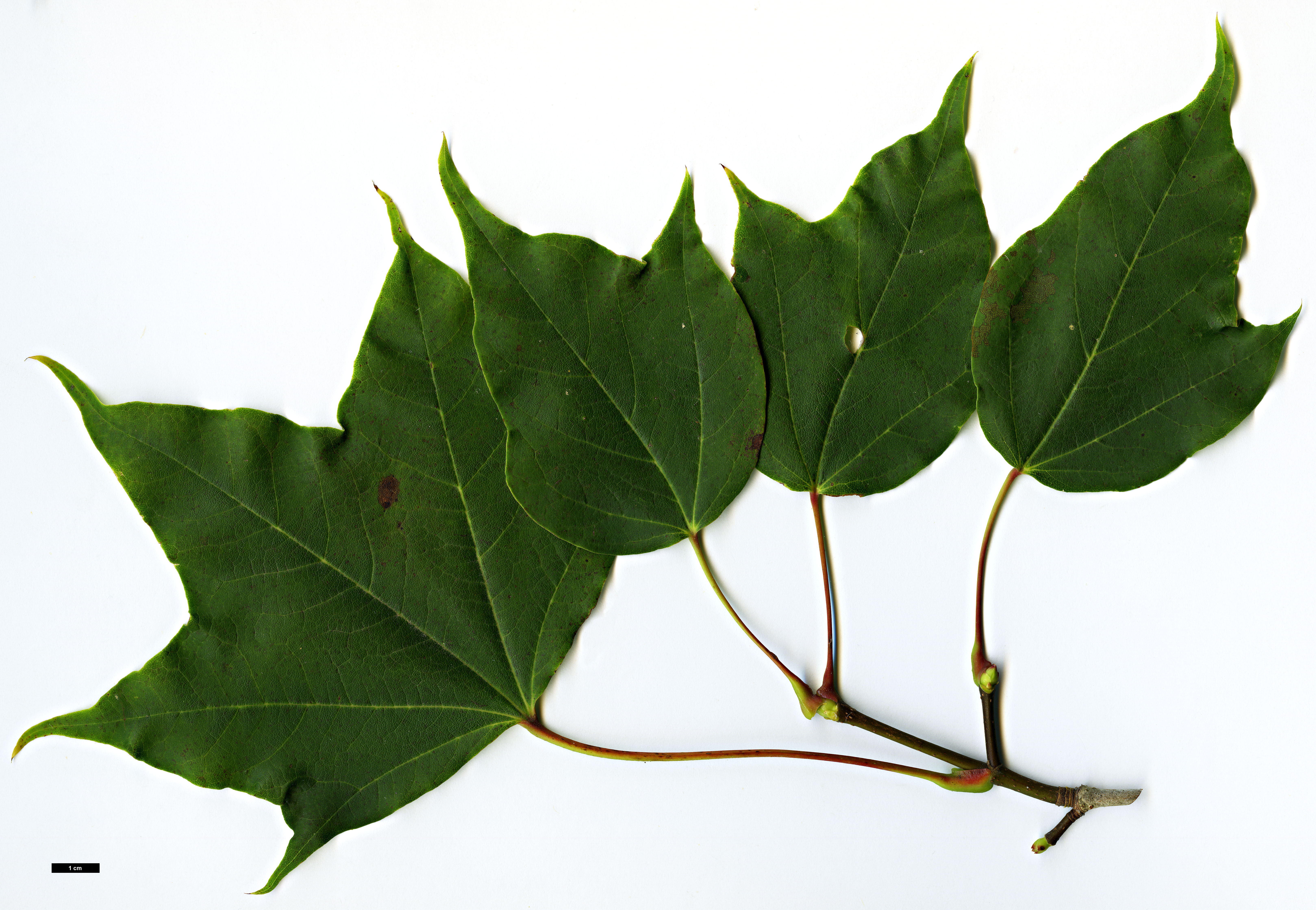 High resolution image: Family: Sapindaceae - Genus: Acer - Taxon: fulvescens