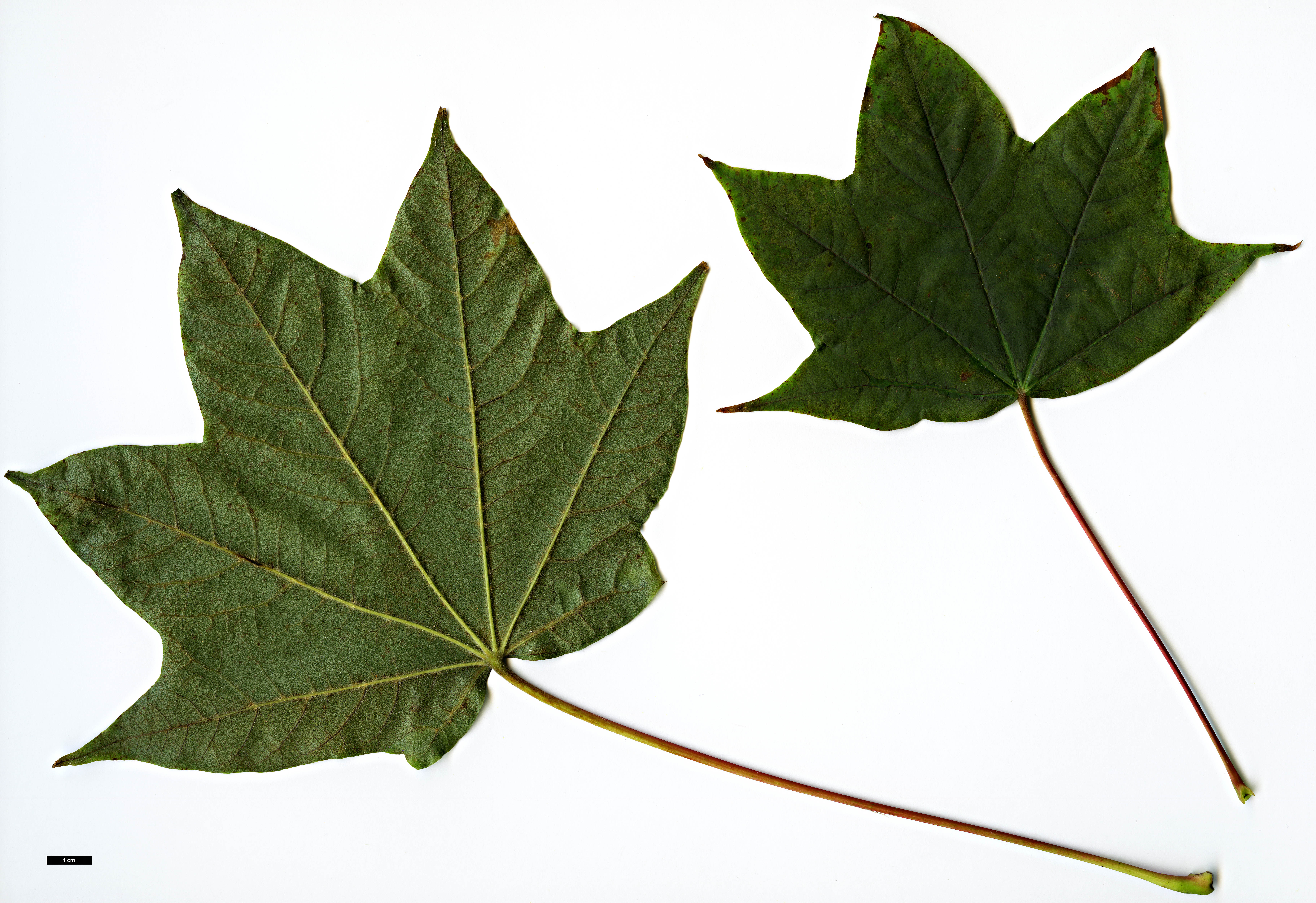 High resolution image: Family: Sapindaceae - Genus: Acer - Taxon: fulvescens