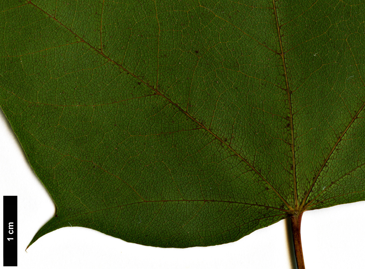 High resolution image: Family: Sapindaceae - Genus: Acer - Taxon: fulvescens