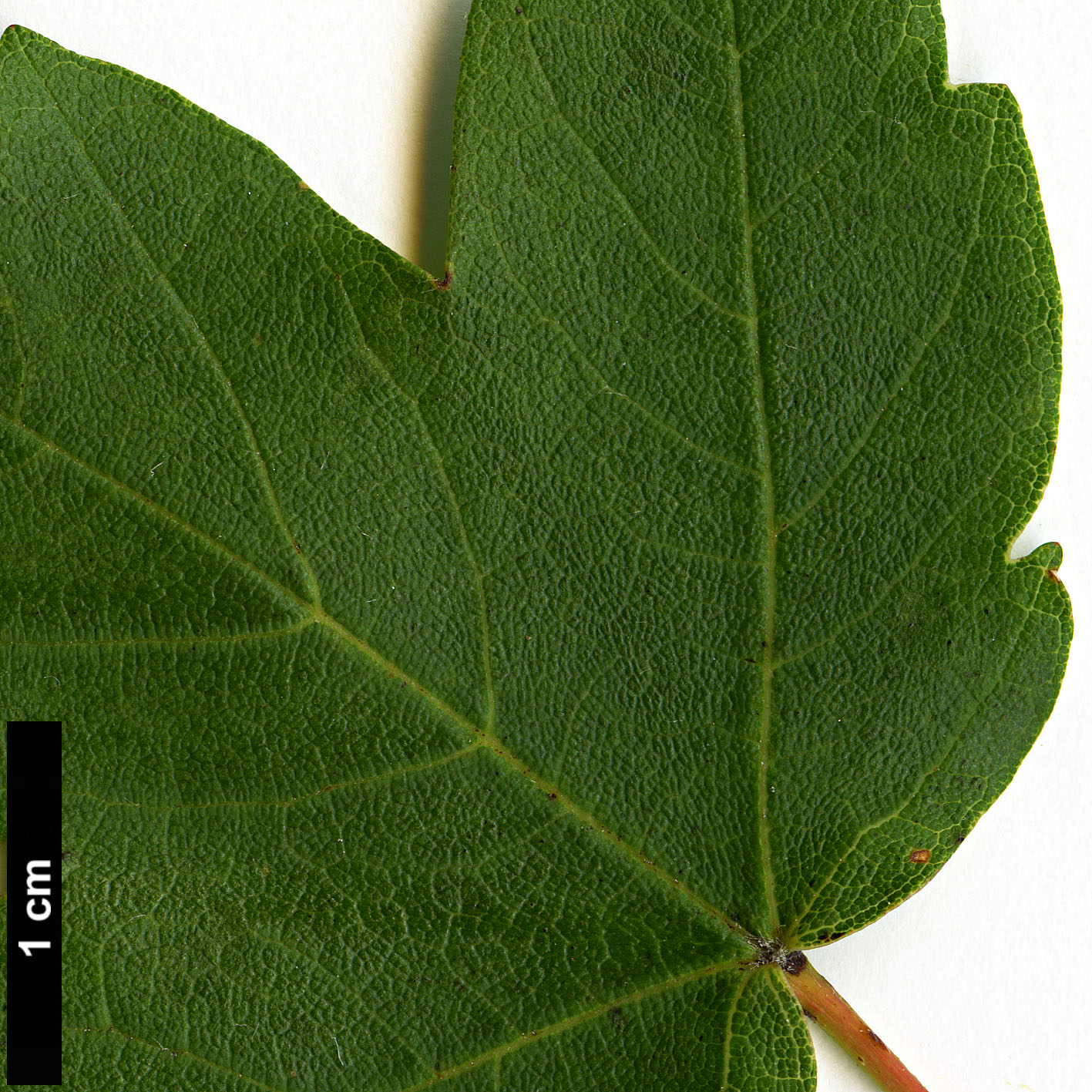 High resolution image: Family: Sapindaceae - Genus: Acer - Taxon: granatense
