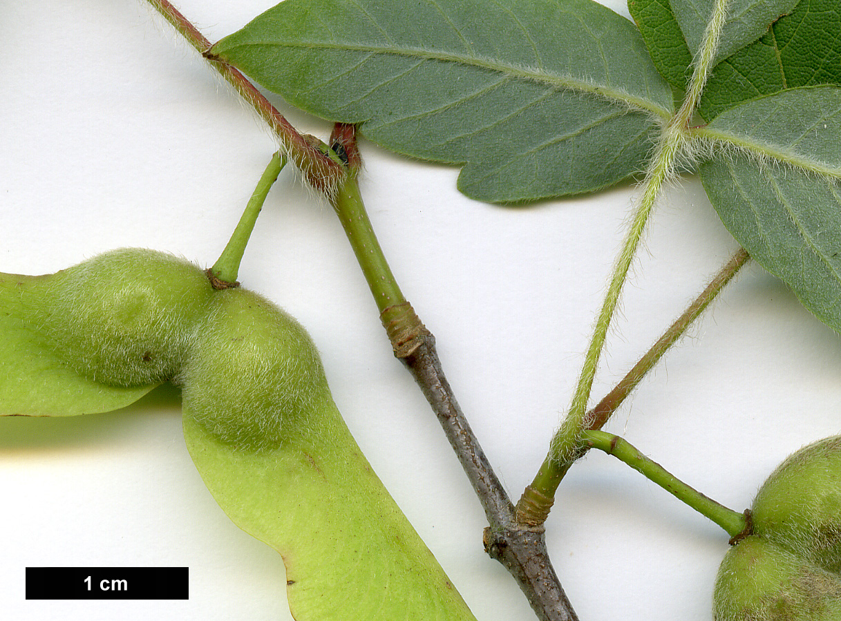 High resolution image: Family: Sapindaceae - Genus: Acer - Taxon: griseum