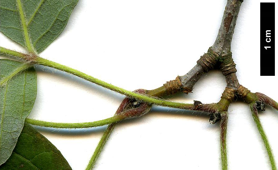 High resolution image: Family: Sapindaceae - Genus: Acer - Taxon: griseum