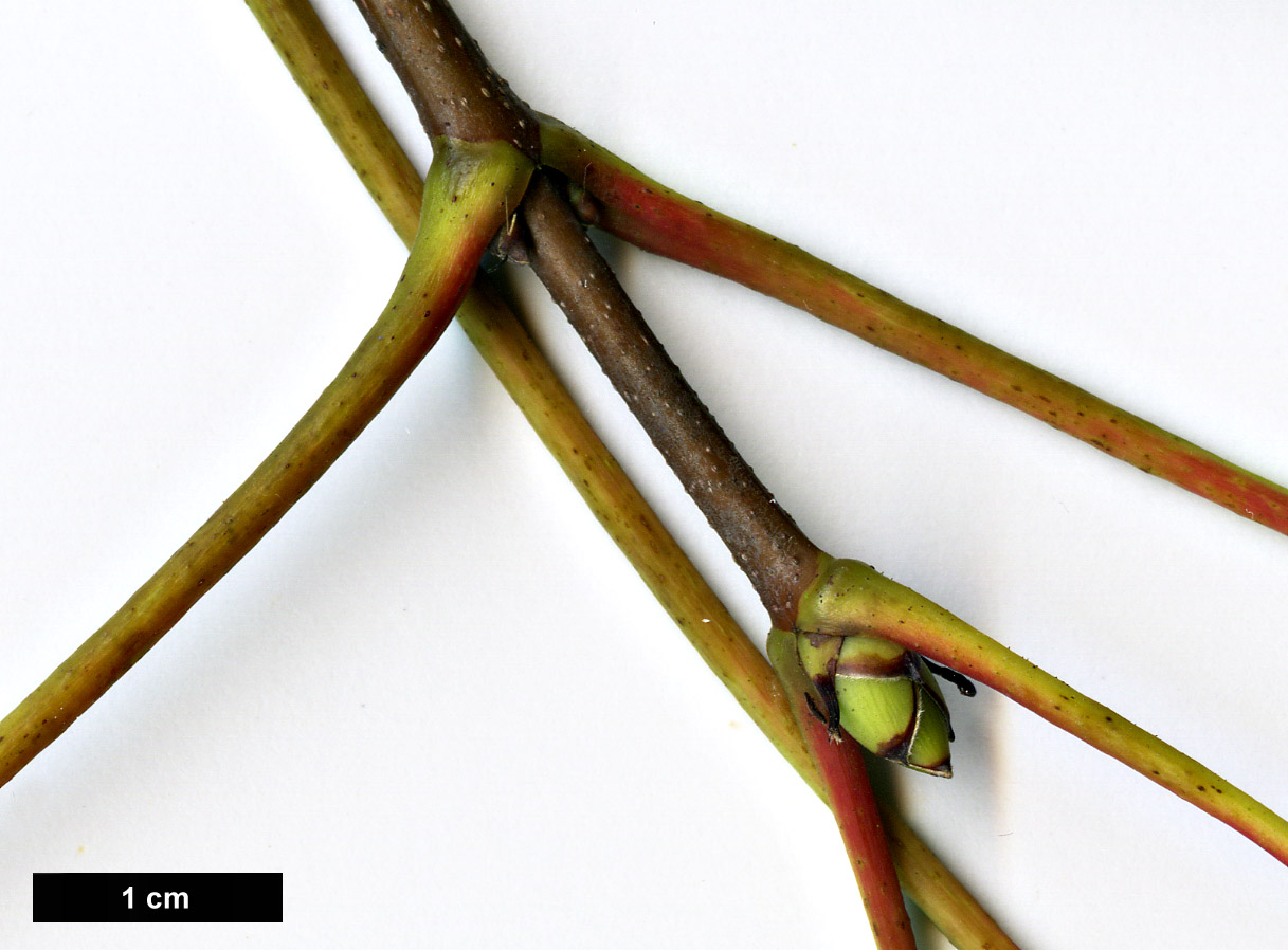 High resolution image: Family: Sapindaceae - Genus: Acer - Taxon: heldreichii