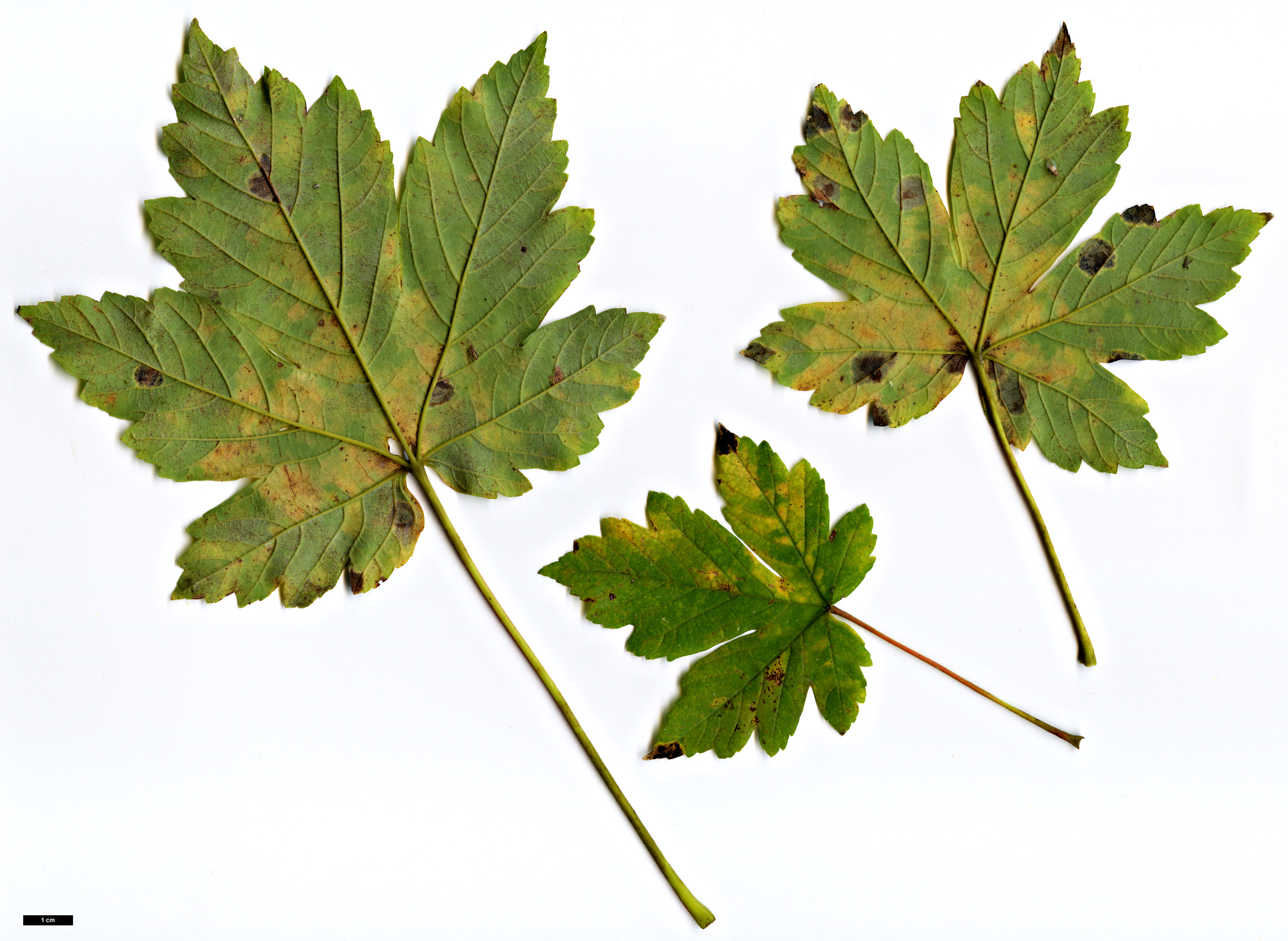 High resolution image: Family: Sapindaceae - Genus: Acer - Taxon: heldreichii