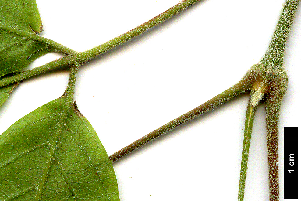 High resolution image: Family: Sapindaceae - Genus: Acer - Taxon: henryi