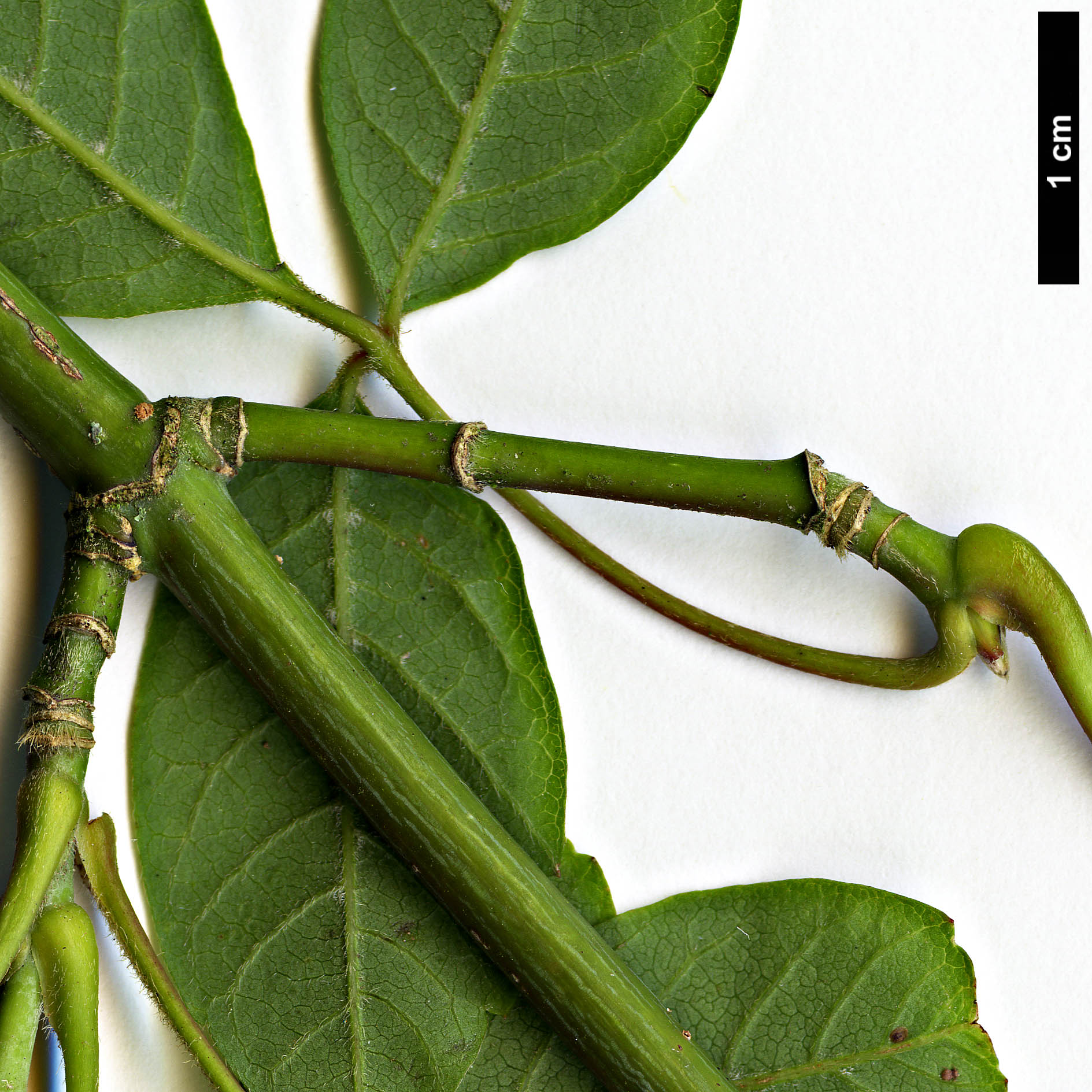 High resolution image: Family: Sapindaceae - Genus: Acer - Taxon: henryi