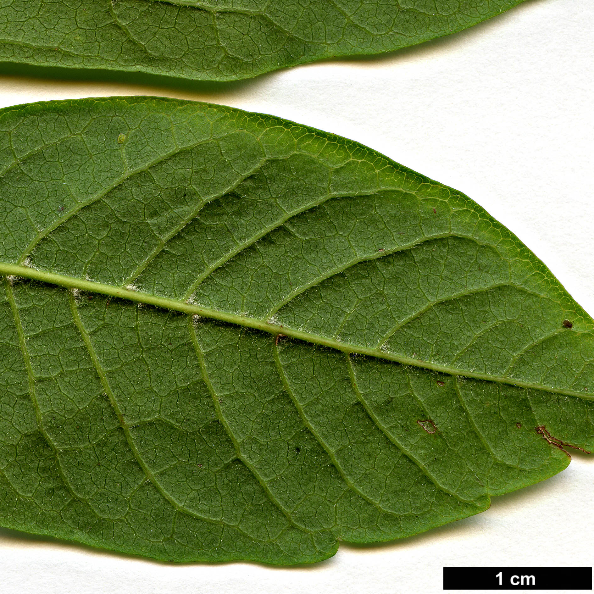 High resolution image: Family: Sapindaceae - Genus: Acer - Taxon: henryi