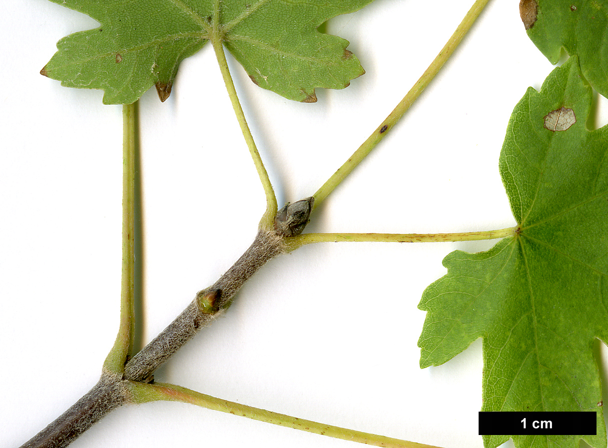 High resolution image: Family: Sapindaceae - Genus: Acer - Taxon: hyrcanum