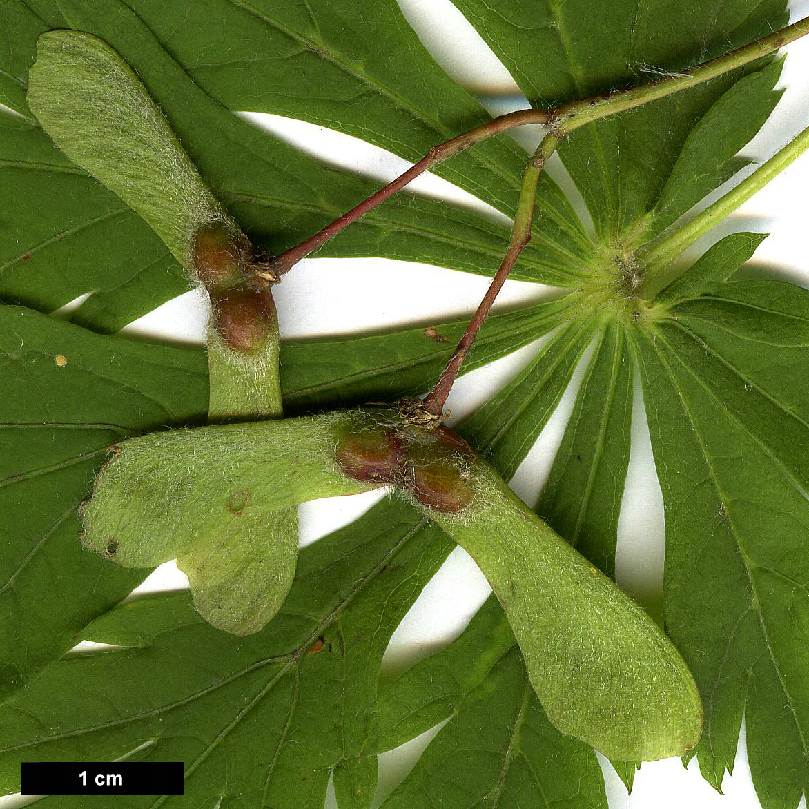 High resolution image: Family: Sapindaceae - Genus: Acer - Taxon: japonicum - SpeciesSub: 'Aconitifolium'