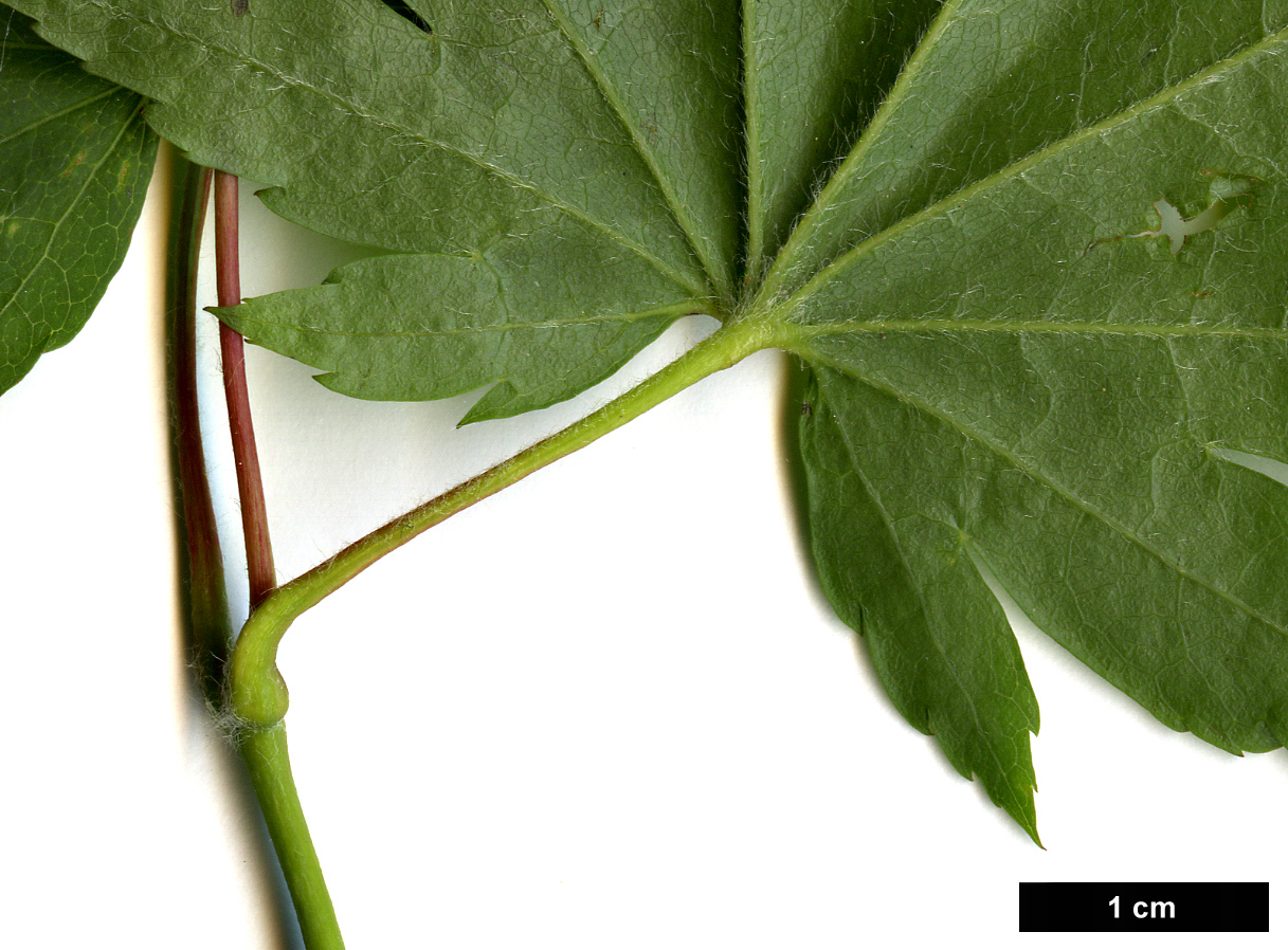 High resolution image: Family: Sapindaceae - Genus: Acer - Taxon: japonicum