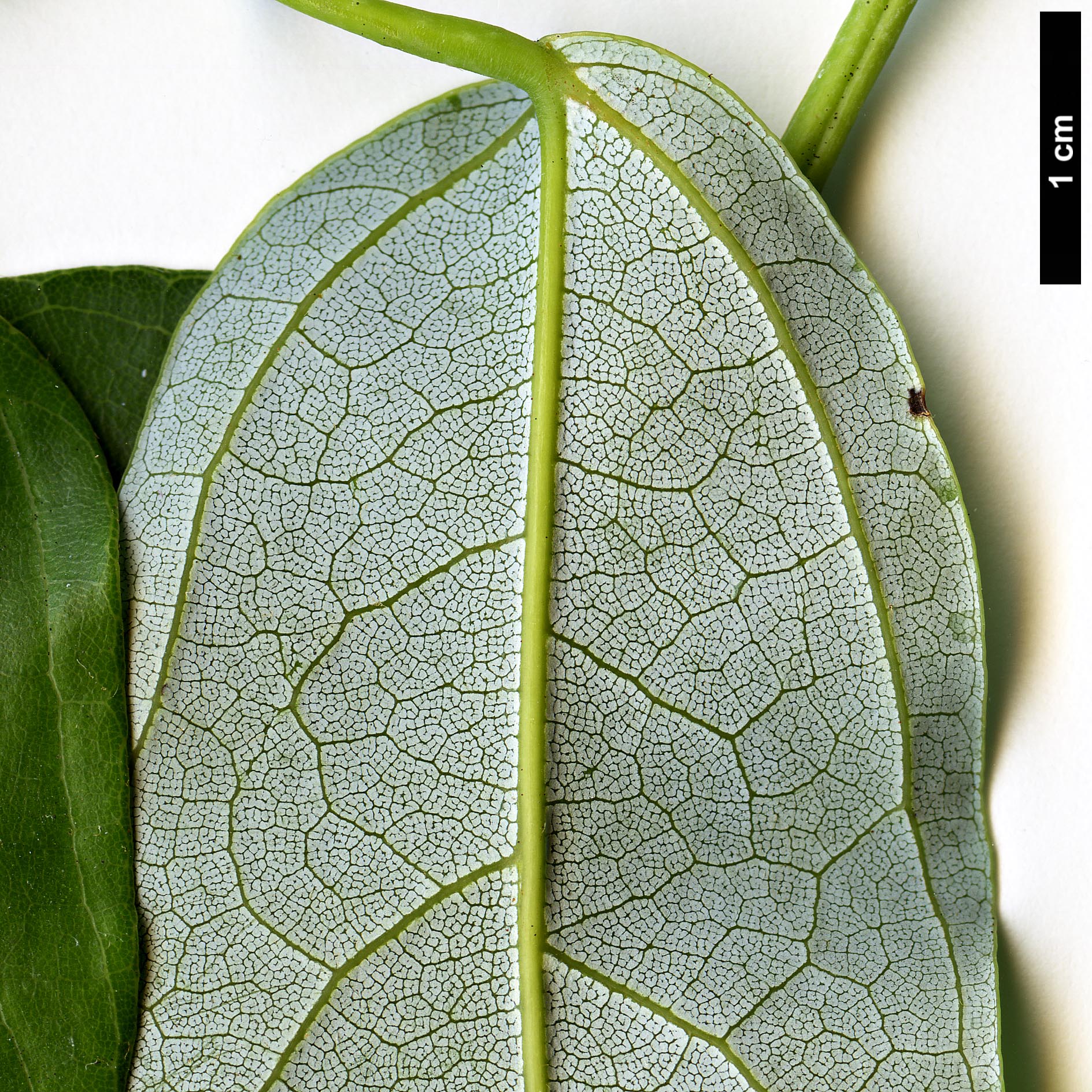 High resolution image: Family: Sapindaceae - Genus: Acer - Taxon: laurinum