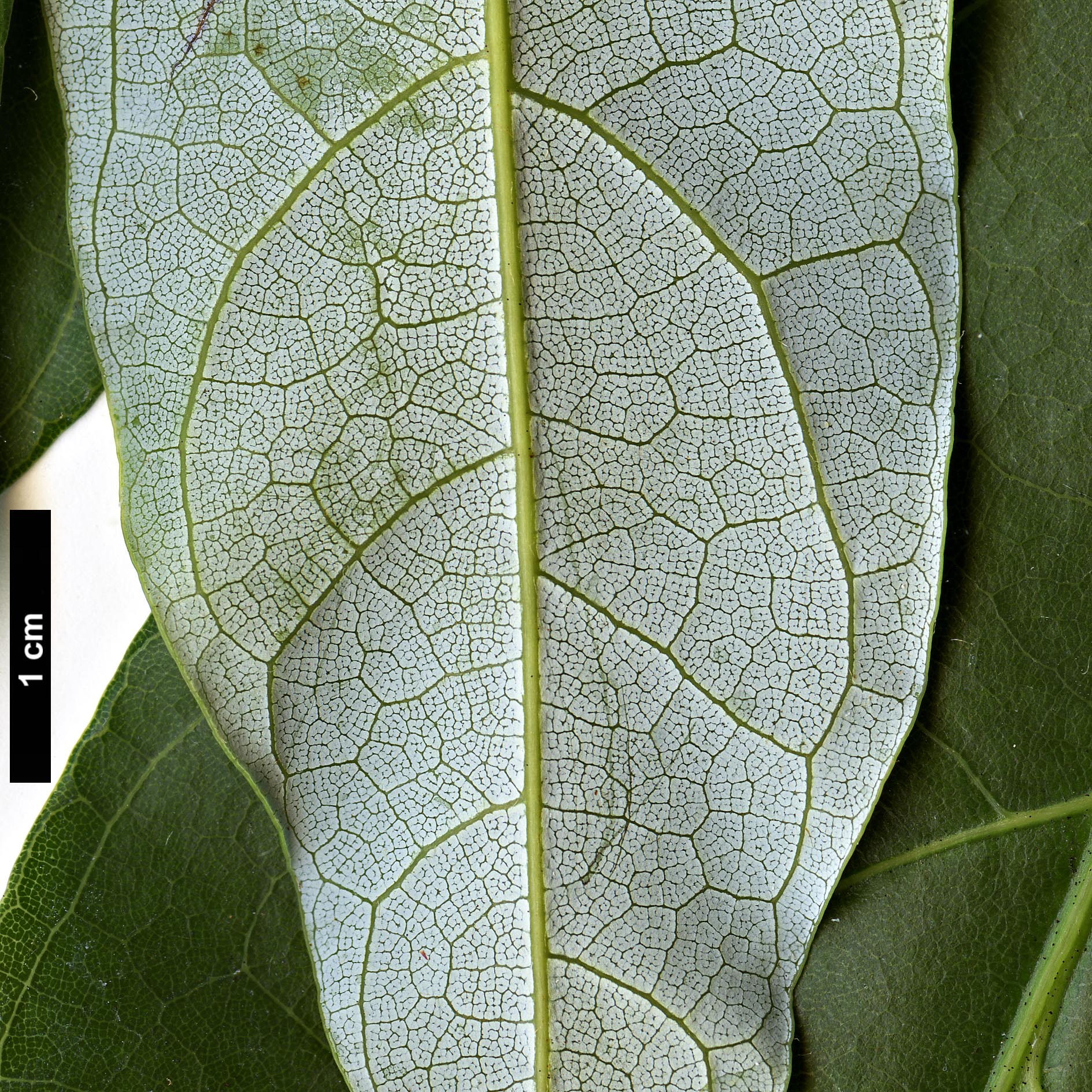 High resolution image: Family: Sapindaceae - Genus: Acer - Taxon: laurinum