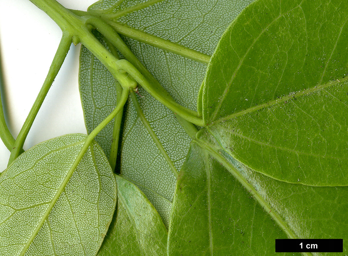 High resolution image: Family: Sapindaceae - Genus: Acer - Taxon: laurinum