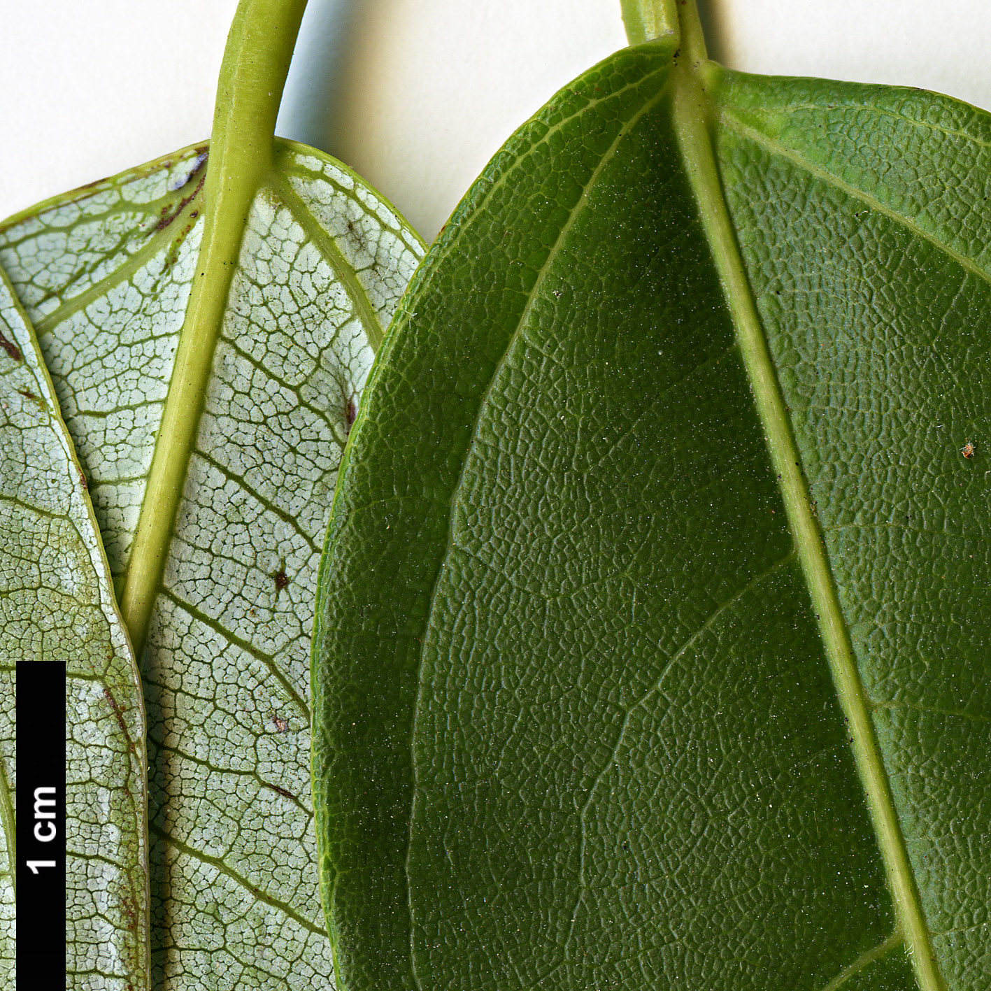 High resolution image: Family: Sapindaceae - Genus: Acer - Taxon: laurinum