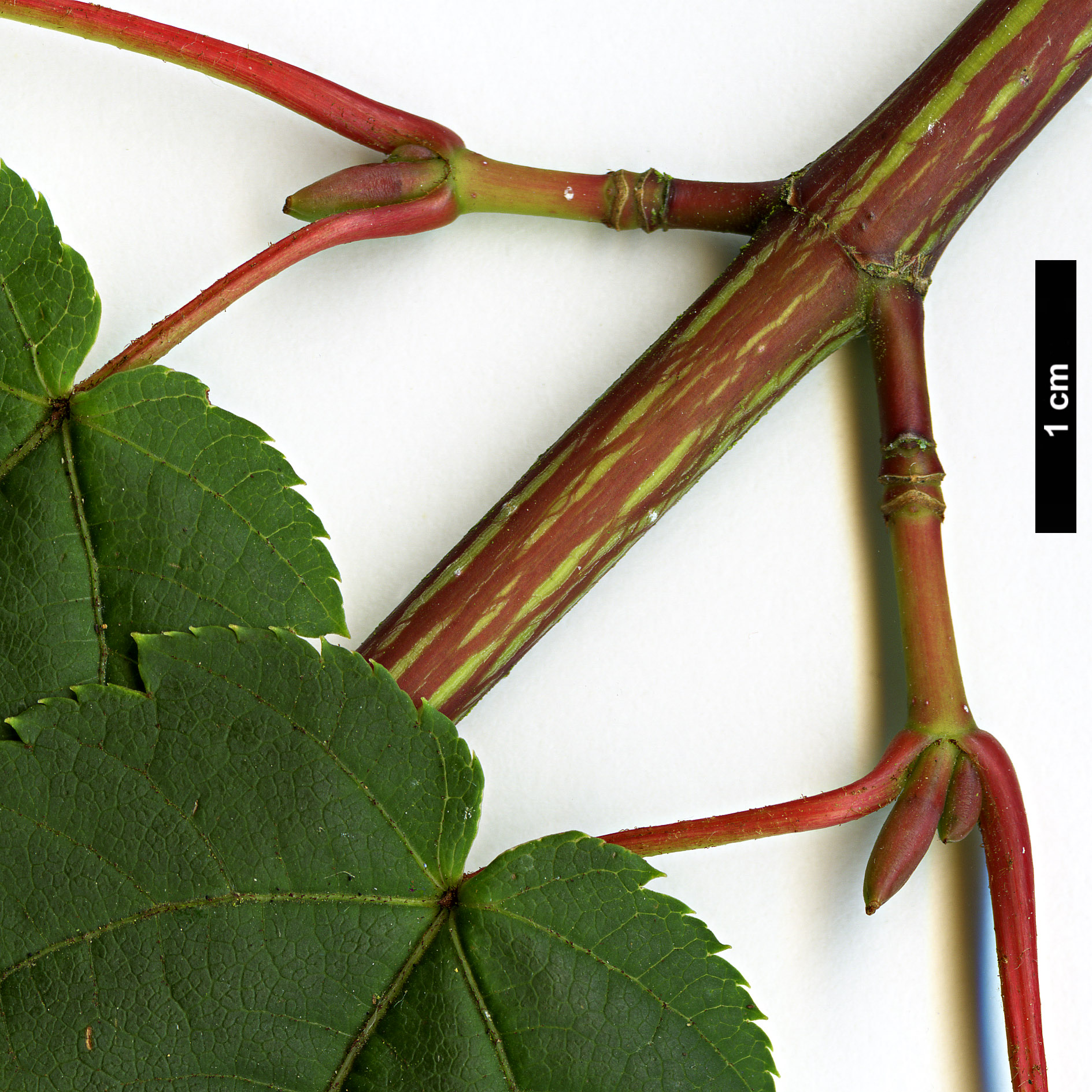 High resolution image: Family: Sapindaceae - Genus: Acer - Taxon: laxiflorum