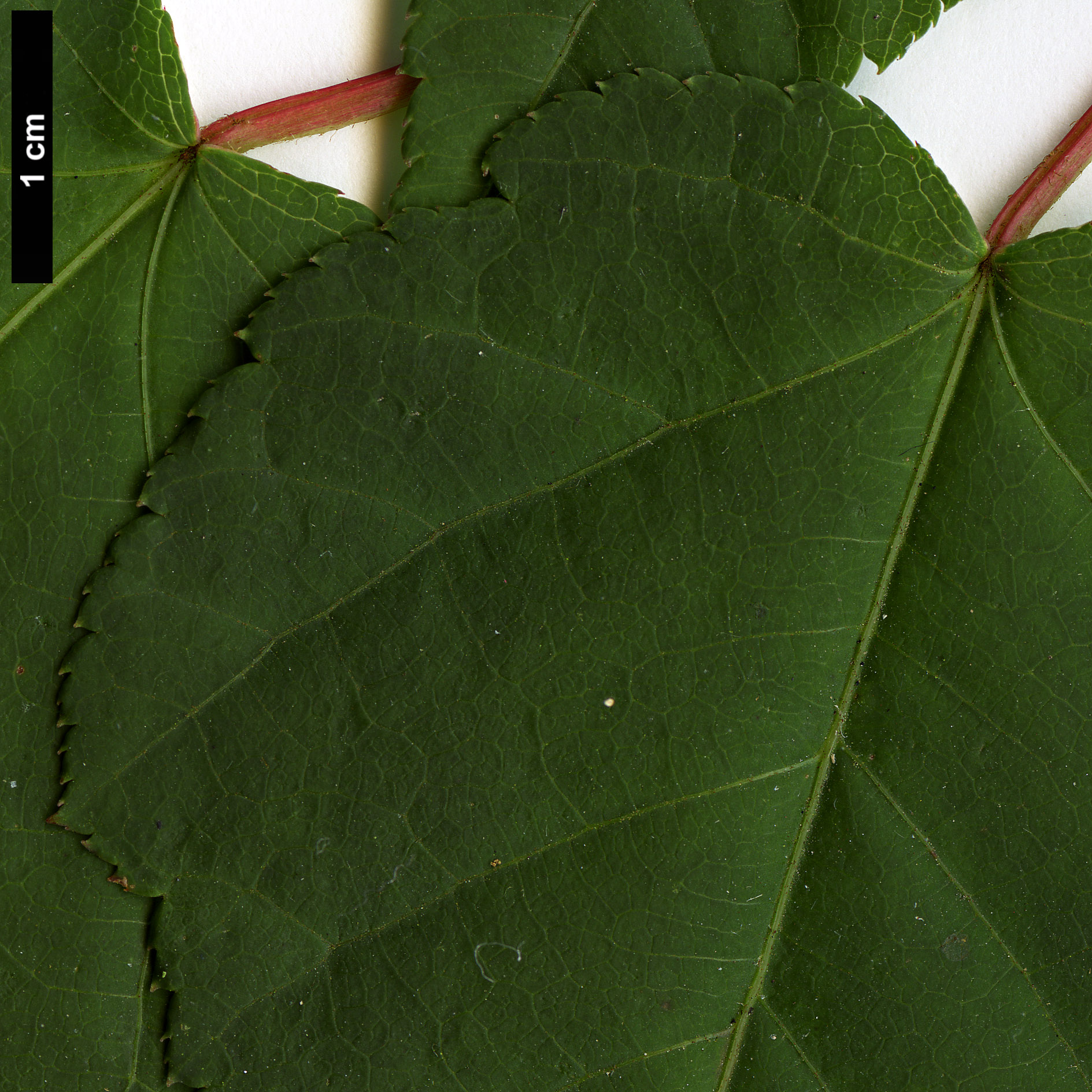 High resolution image: Family: Sapindaceae - Genus: Acer - Taxon: laxiflorum