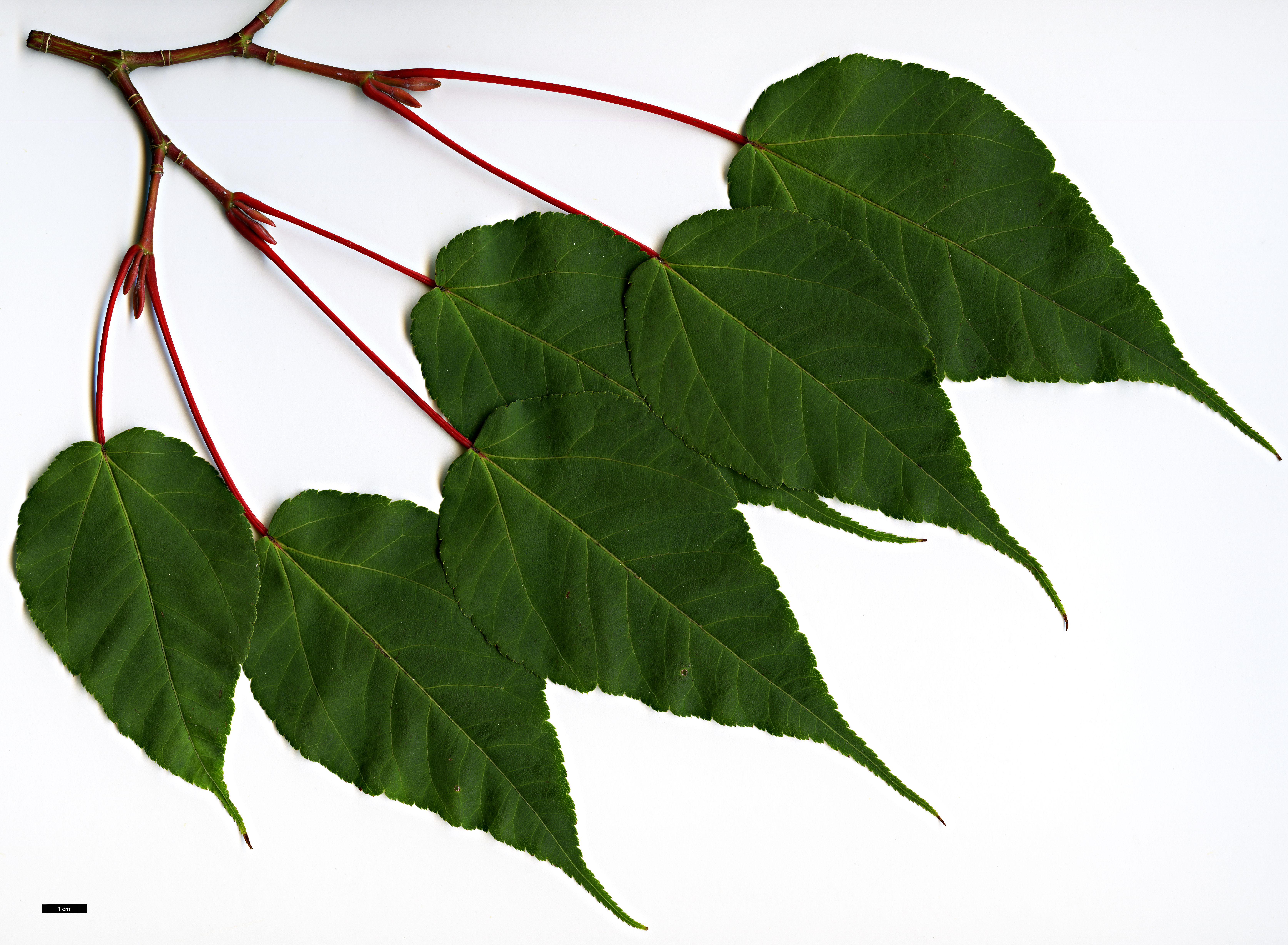 High resolution image: Family: Sapindaceae - Genus: Acer - Taxon: laxiflorum