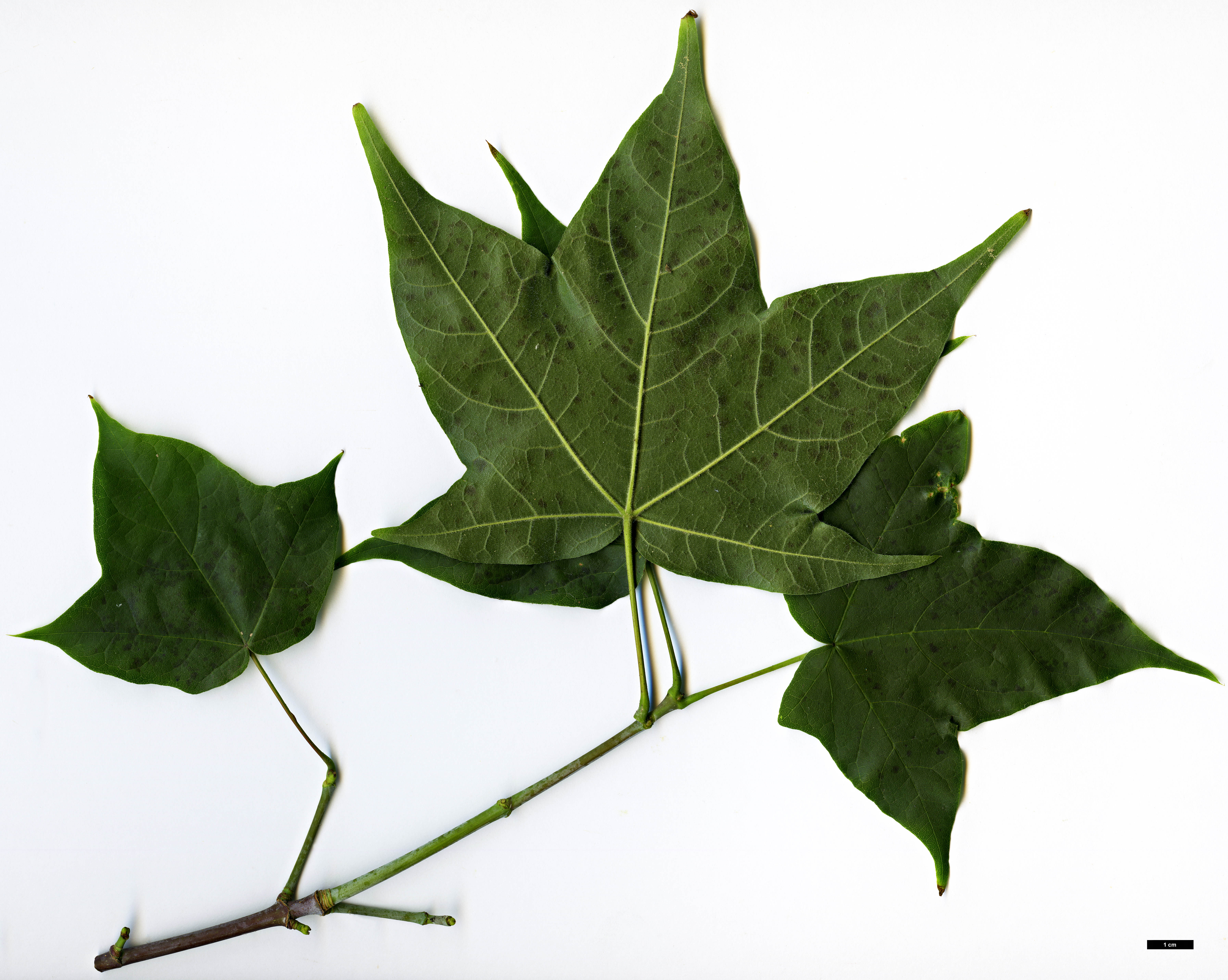 High resolution image: Family: Sapindaceae - Genus: Acer - Taxon: longipes