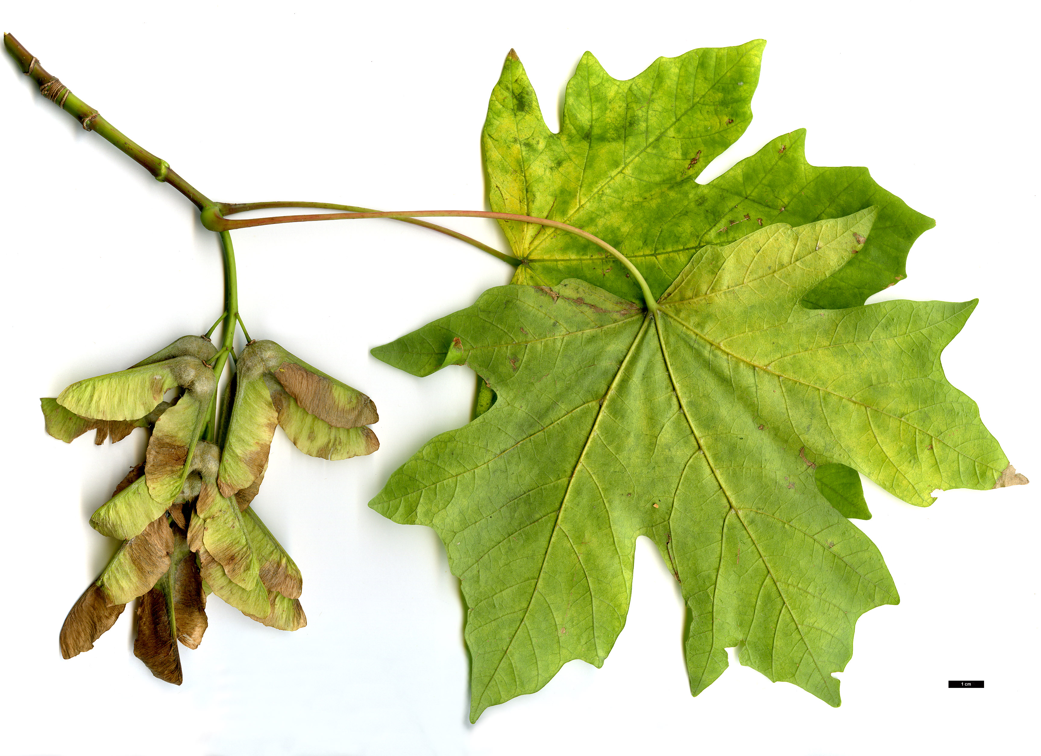 High resolution image: Family: Sapindaceae - Genus: Acer - Taxon: macrophyllum