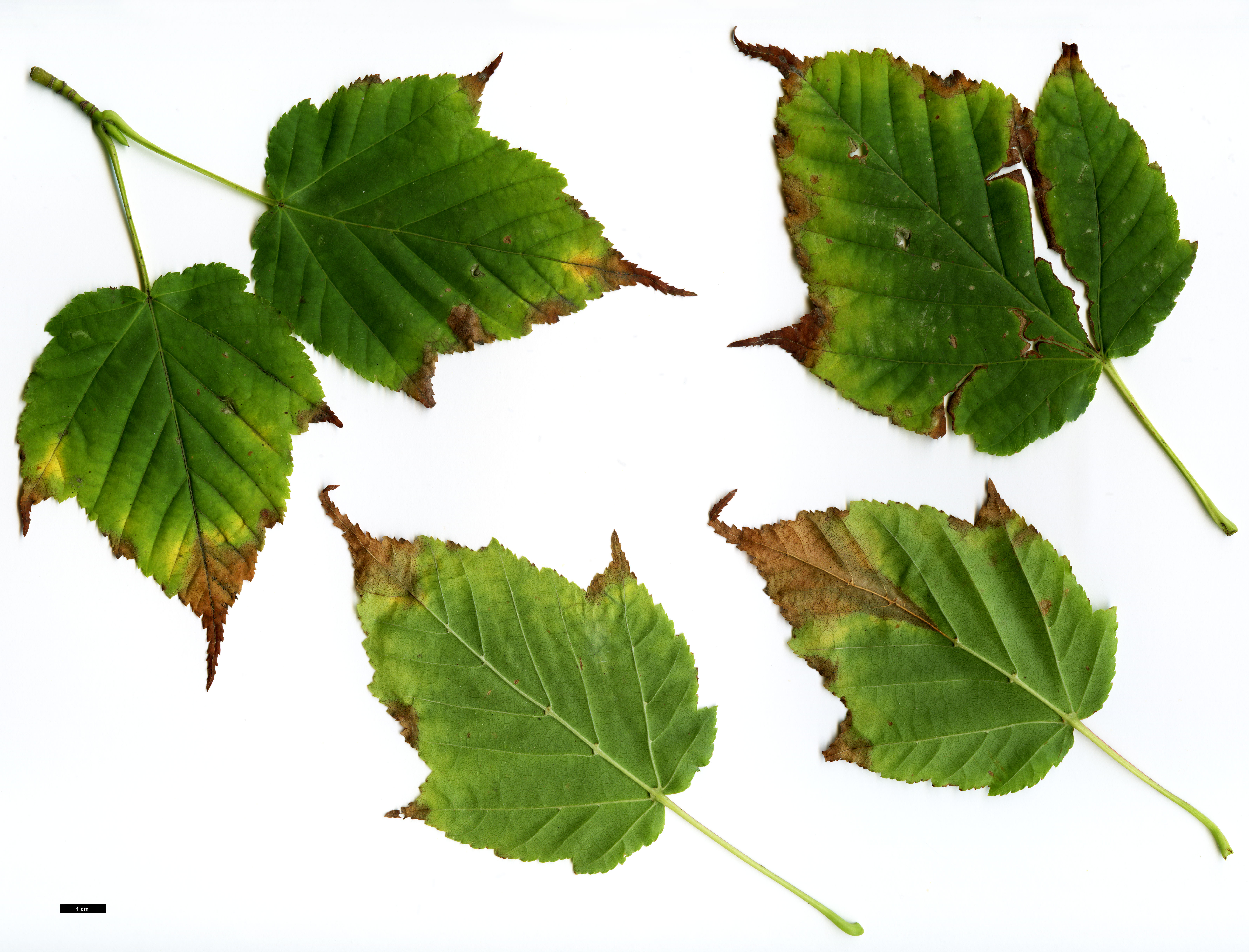 High resolution image: Family: Sapindaceae - Genus: Acer - Taxon: metcalfii