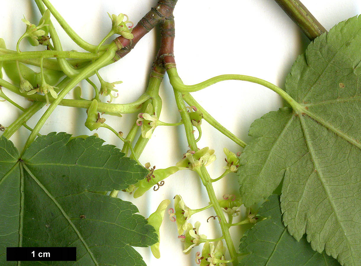 High resolution image: Family: Sapindaceae - Genus: Acer - Taxon: micranthum - SpeciesSub: 'Candelabrum'