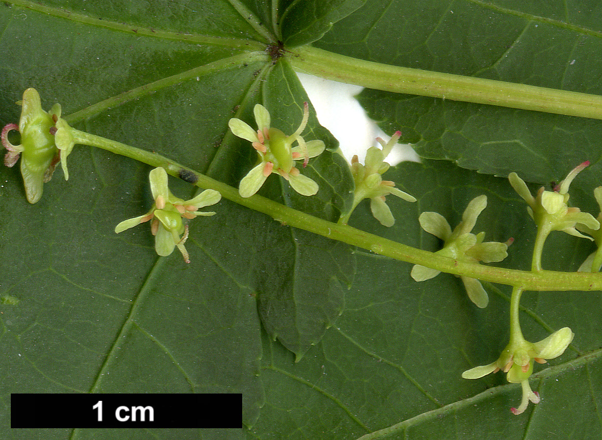 High resolution image: Family: Sapindaceae - Genus: Acer - Taxon: micranthum - SpeciesSub: 'Candelabrum'