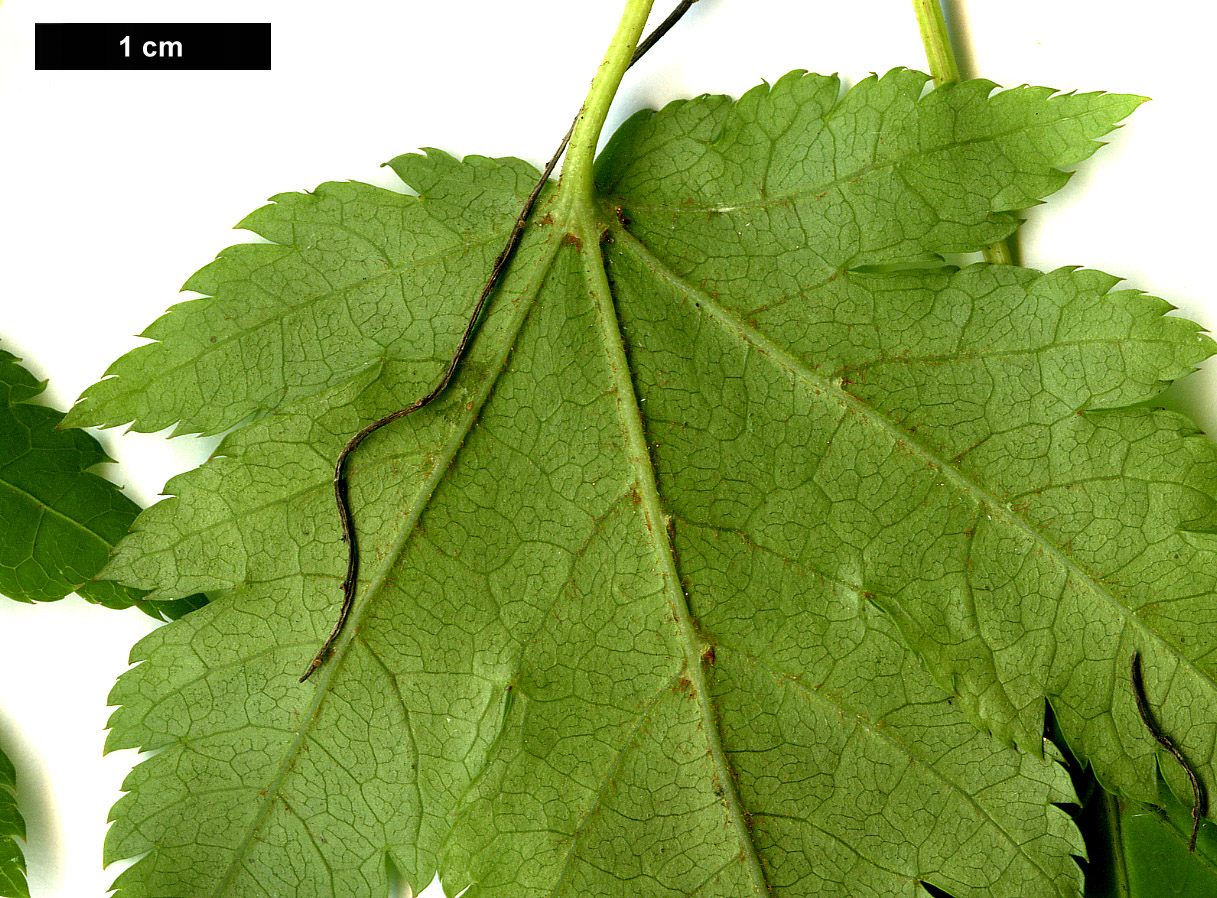 High resolution image: Family: Sapindaceae - Genus: Acer - Taxon: micranthum