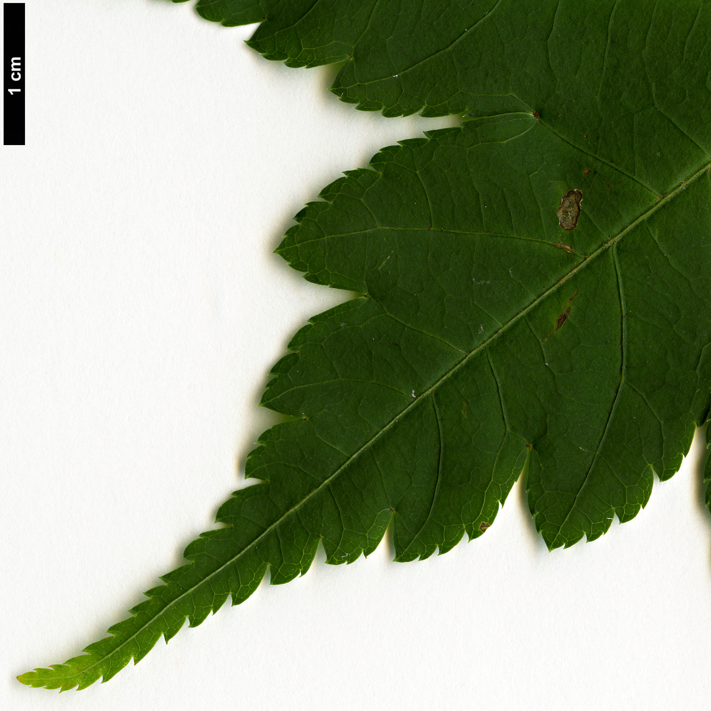 High resolution image: Family: Sapindaceae - Genus: Acer - Taxon: micranthum