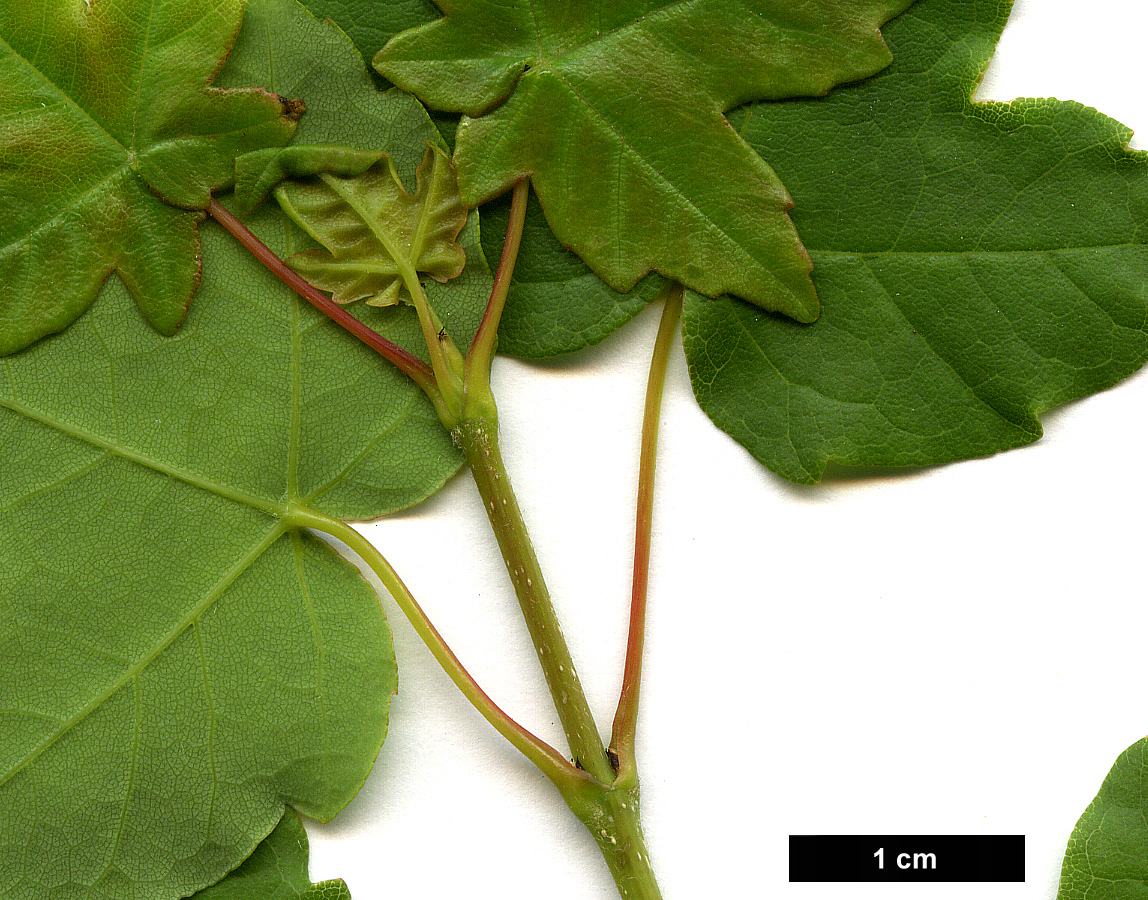 High resolution image: Family: Sapindaceae - Genus: Acer - Taxon: monspessulanum