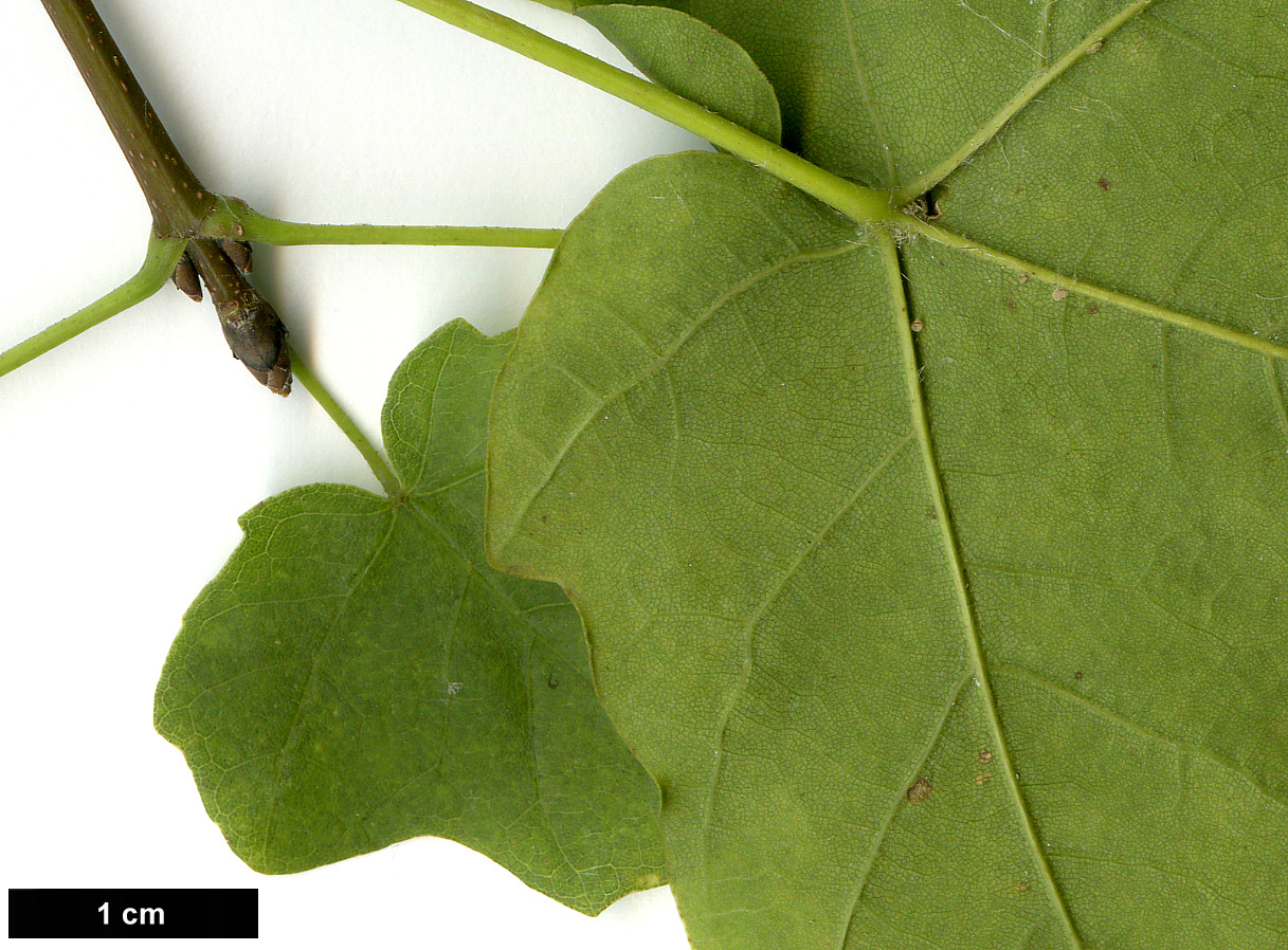 High resolution image: Family: Sapindaceae - Genus: Acer - Taxon: monspessulanum