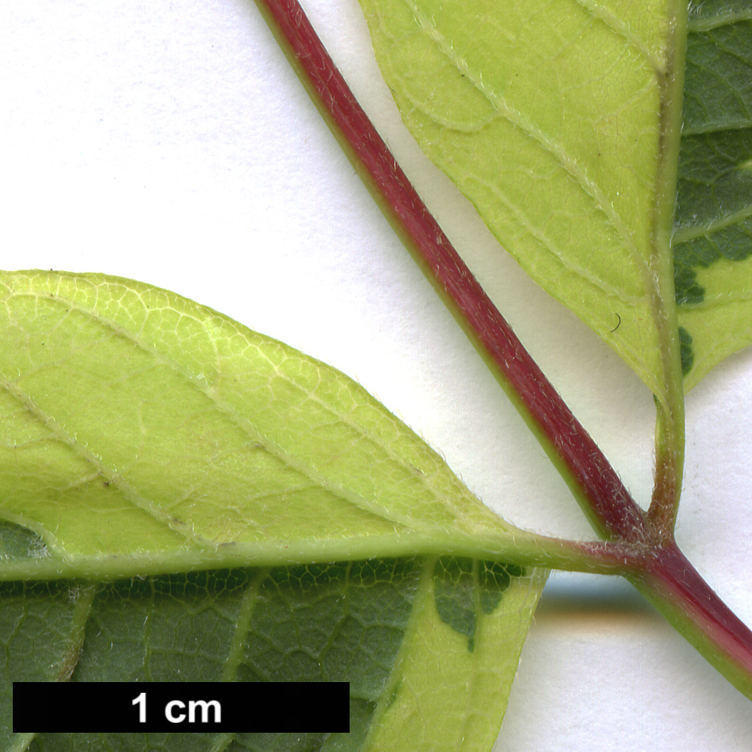 High resolution image: Family: Sapindaceae - Genus: Acer - Taxon: negundo - SpeciesSub: 'Elegans'