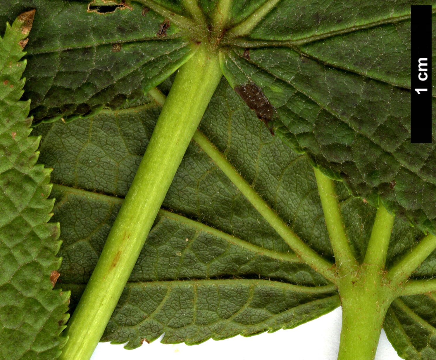 High resolution image: Family: Sapindaceae - Genus: Acer - Taxon: nipponicum