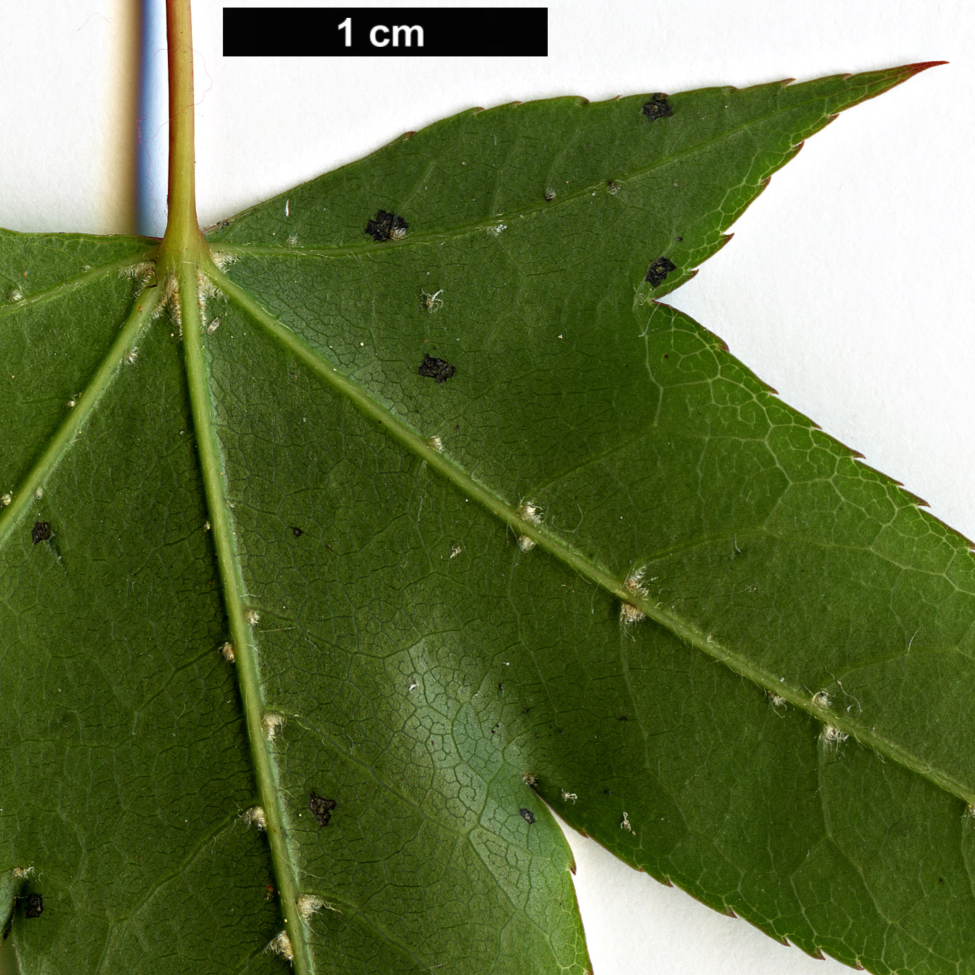 High resolution image: Family: Sapindaceae - Genus: Acer - Taxon: oliverianum