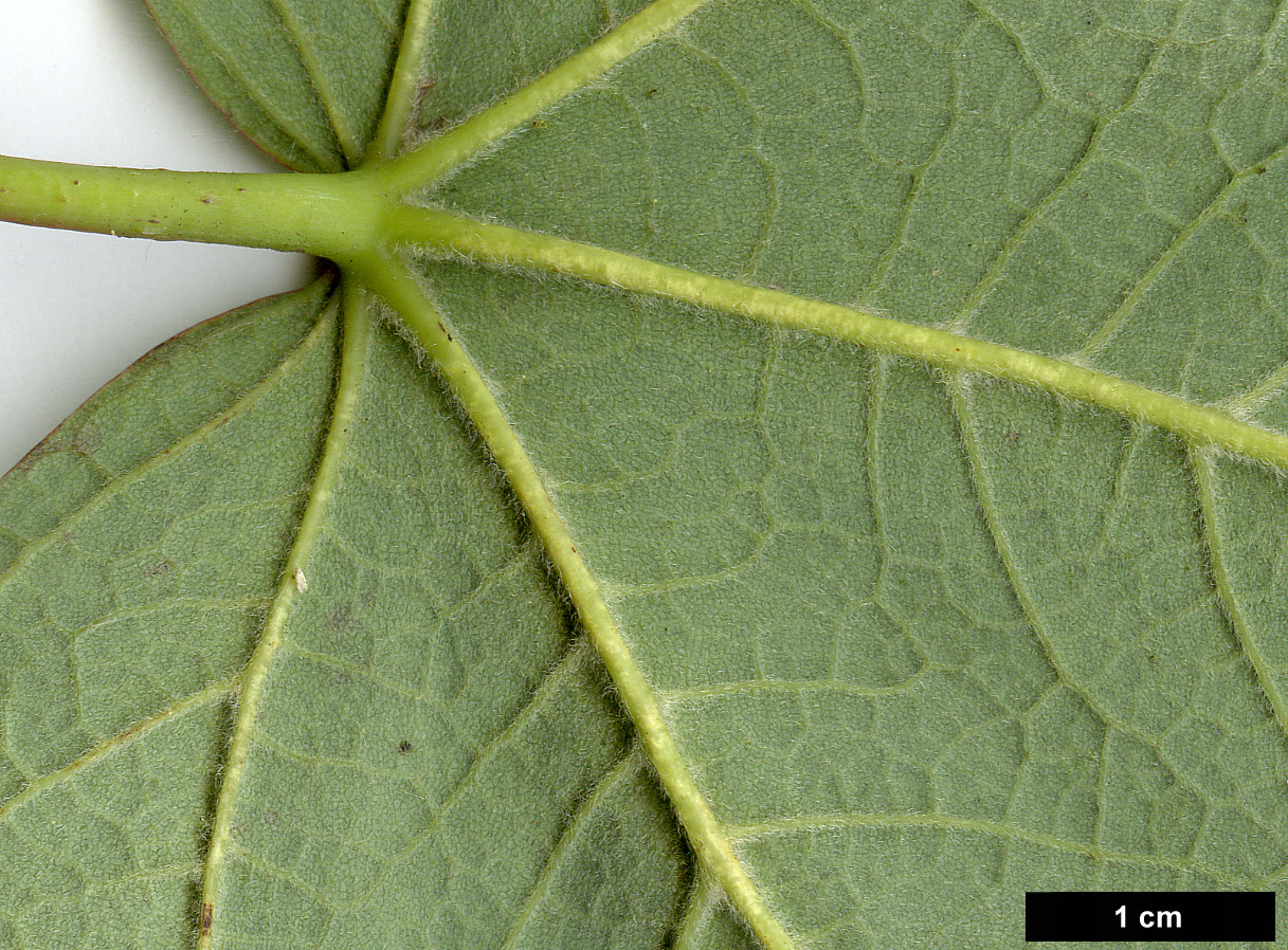 High resolution image: Family: Sapindaceae - Genus: Acer - Taxon: opalus