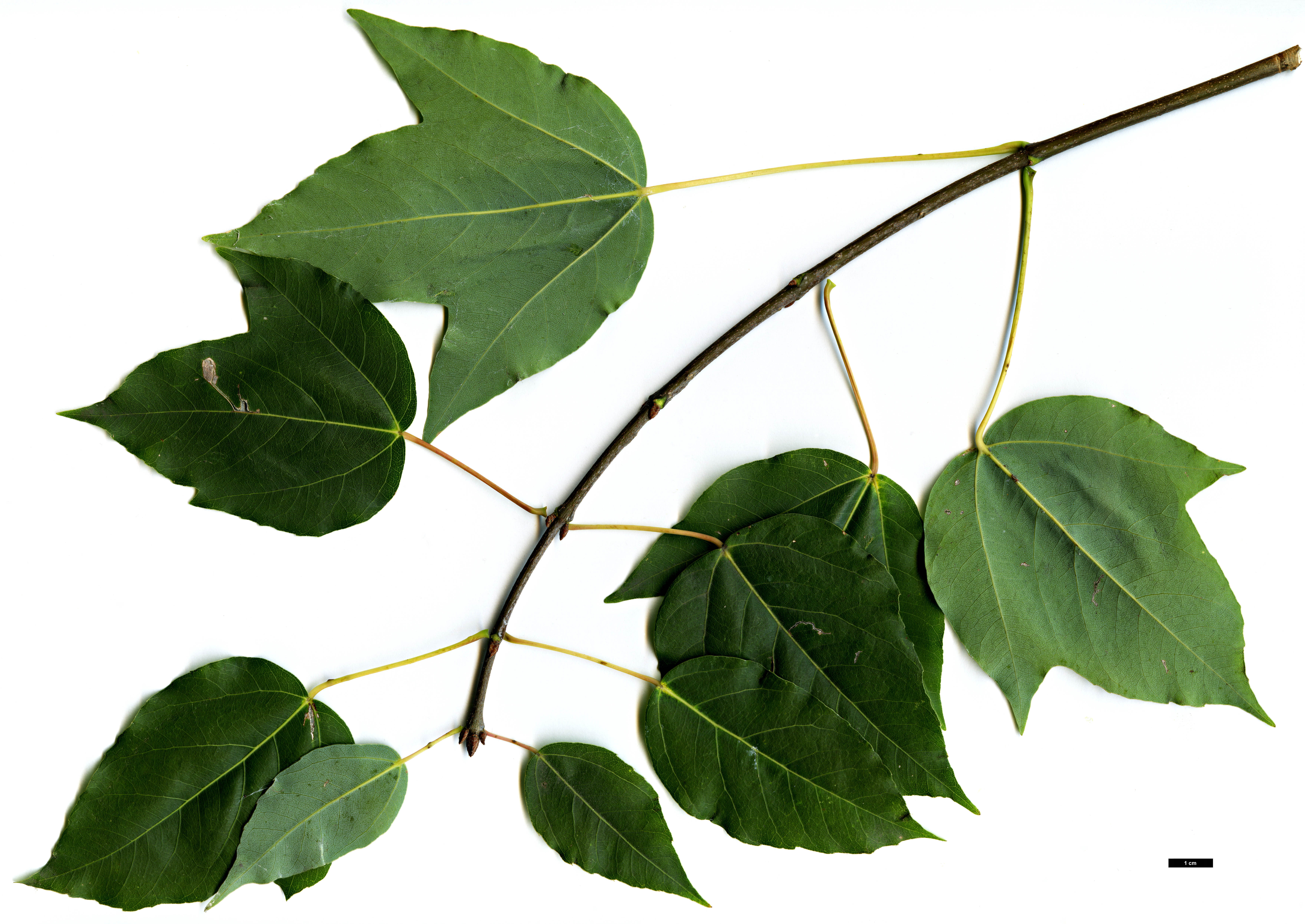High resolution image: Family: Sapindaceae - Genus: Acer - Taxon: paxii