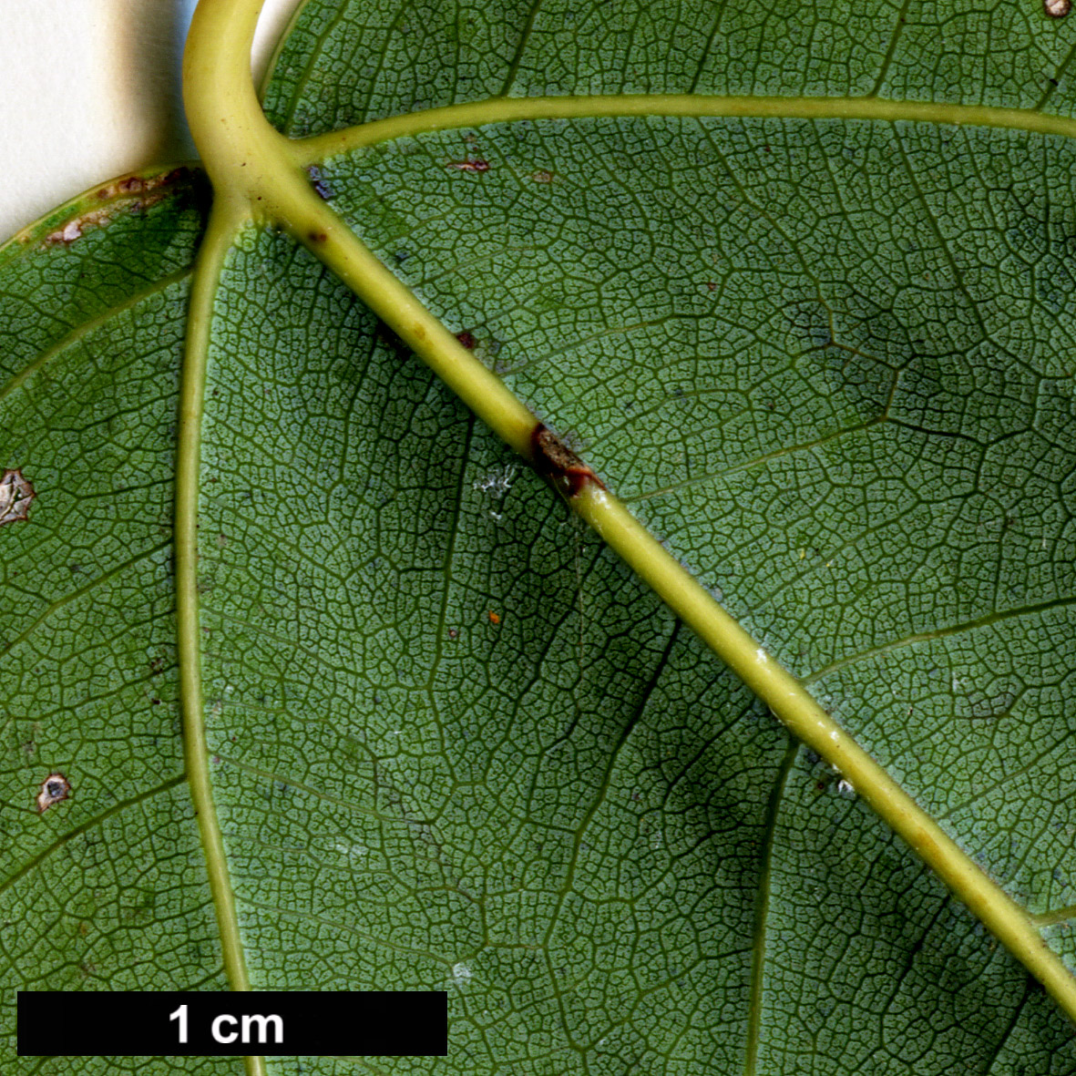 High resolution image: Family: Sapindaceae - Genus: Acer - Taxon: paxii