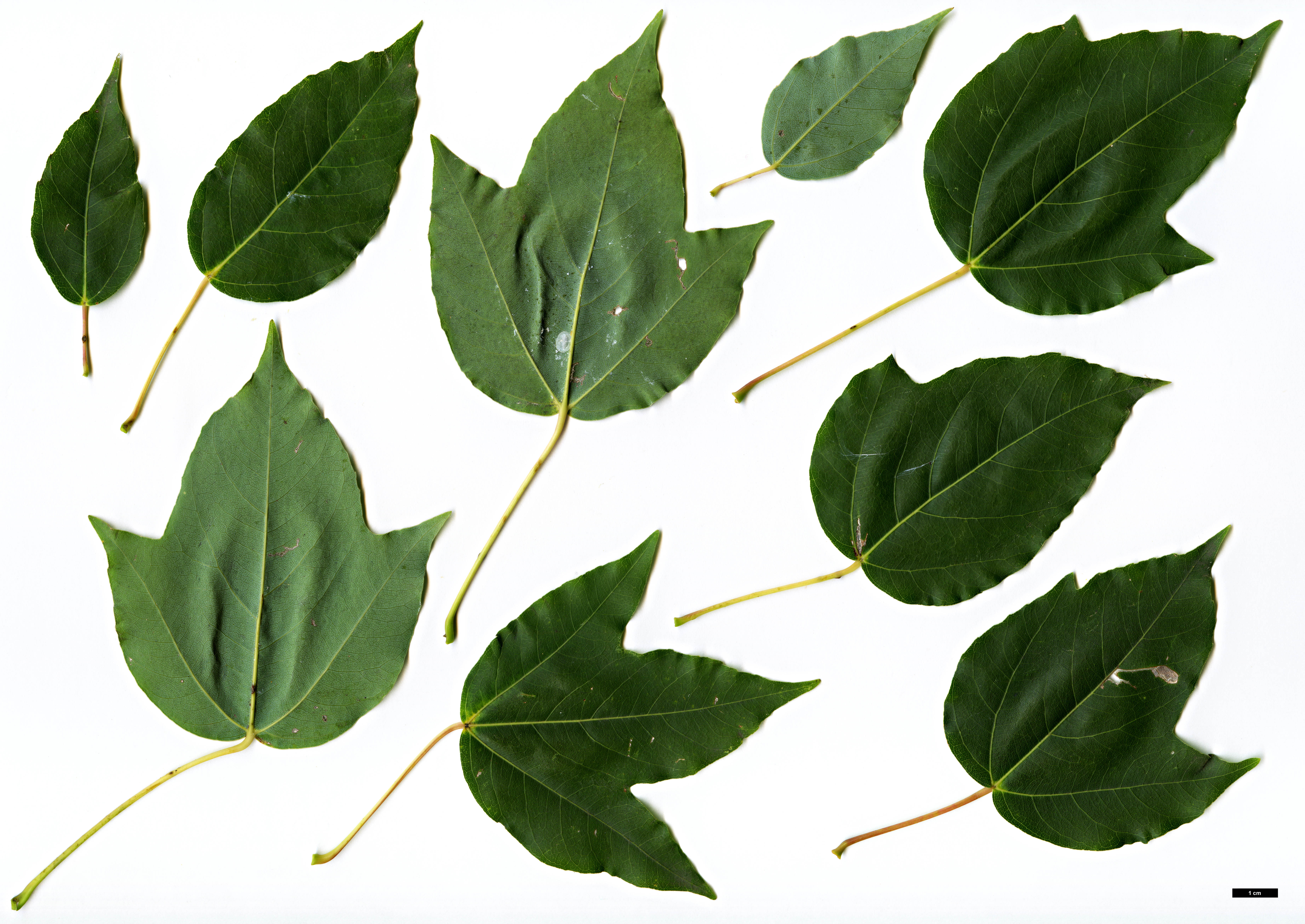 High resolution image: Family: Sapindaceae - Genus: Acer - Taxon: paxii