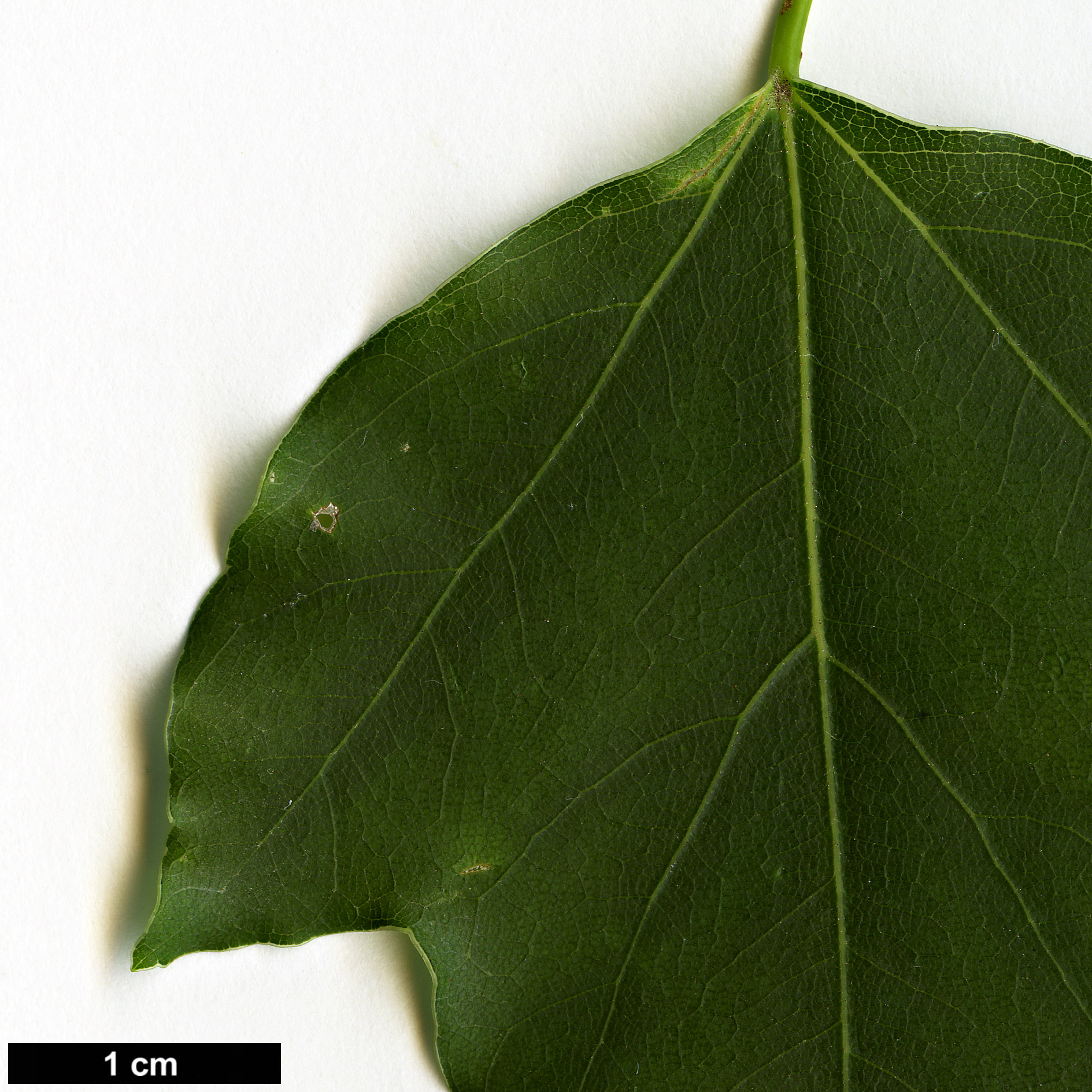 High resolution image: Family: Sapindaceae - Genus: Acer - Taxon: paxii