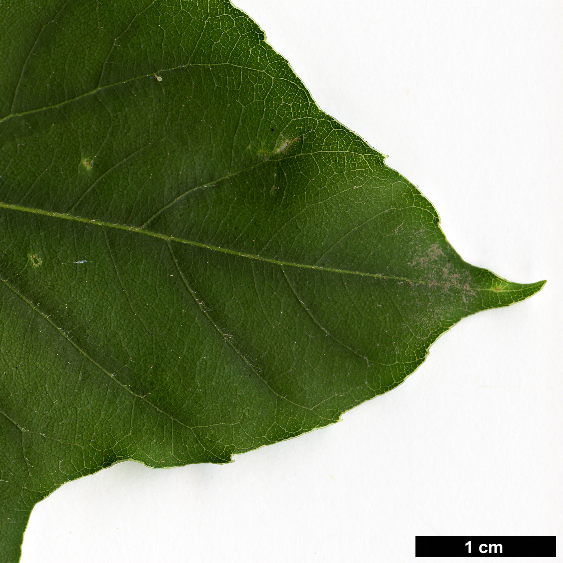 High resolution image: Family: Sapindaceae - Genus: Acer - Taxon: paxii
