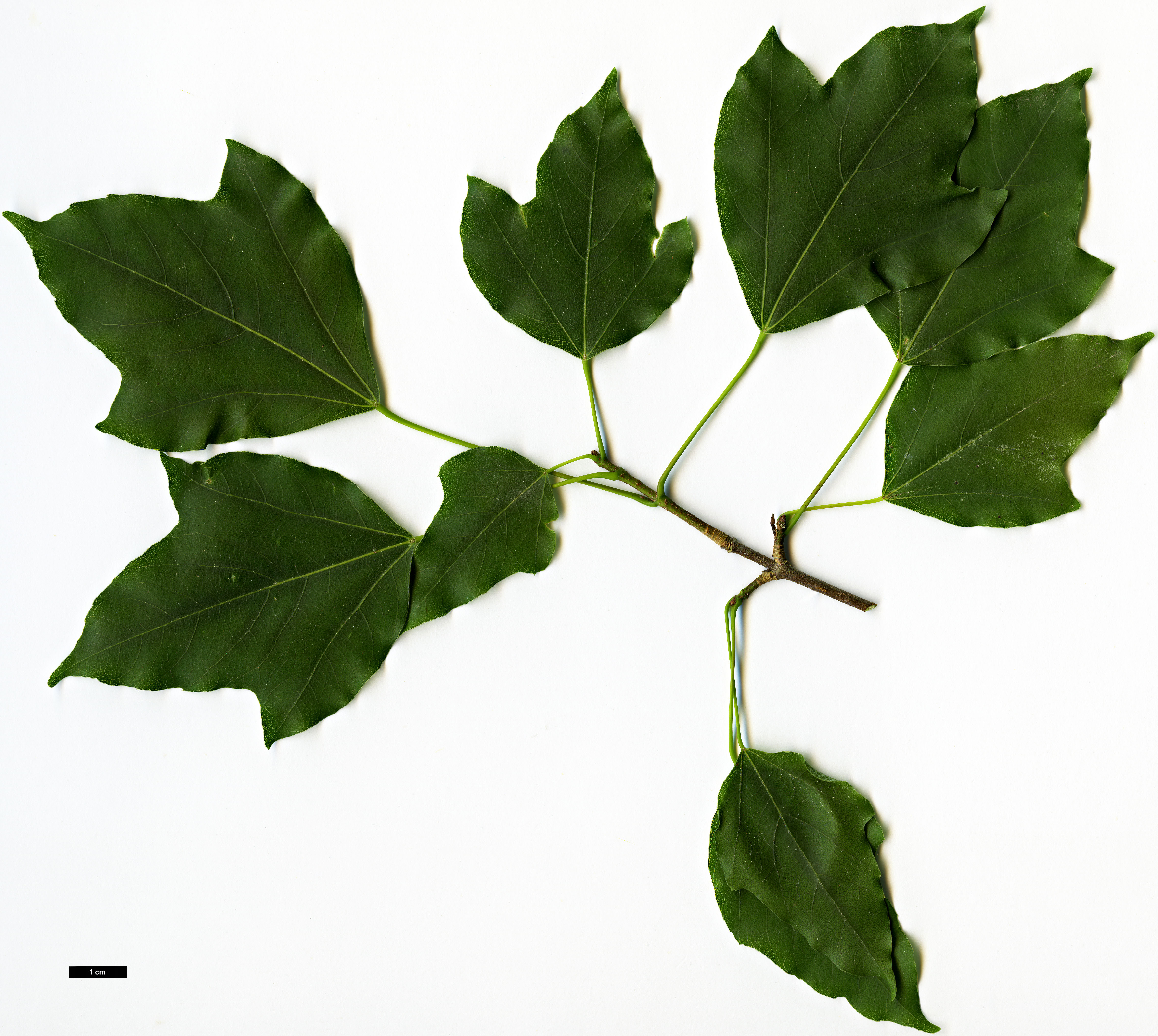 High resolution image: Family: Sapindaceae - Genus: Acer - Taxon: paxii
